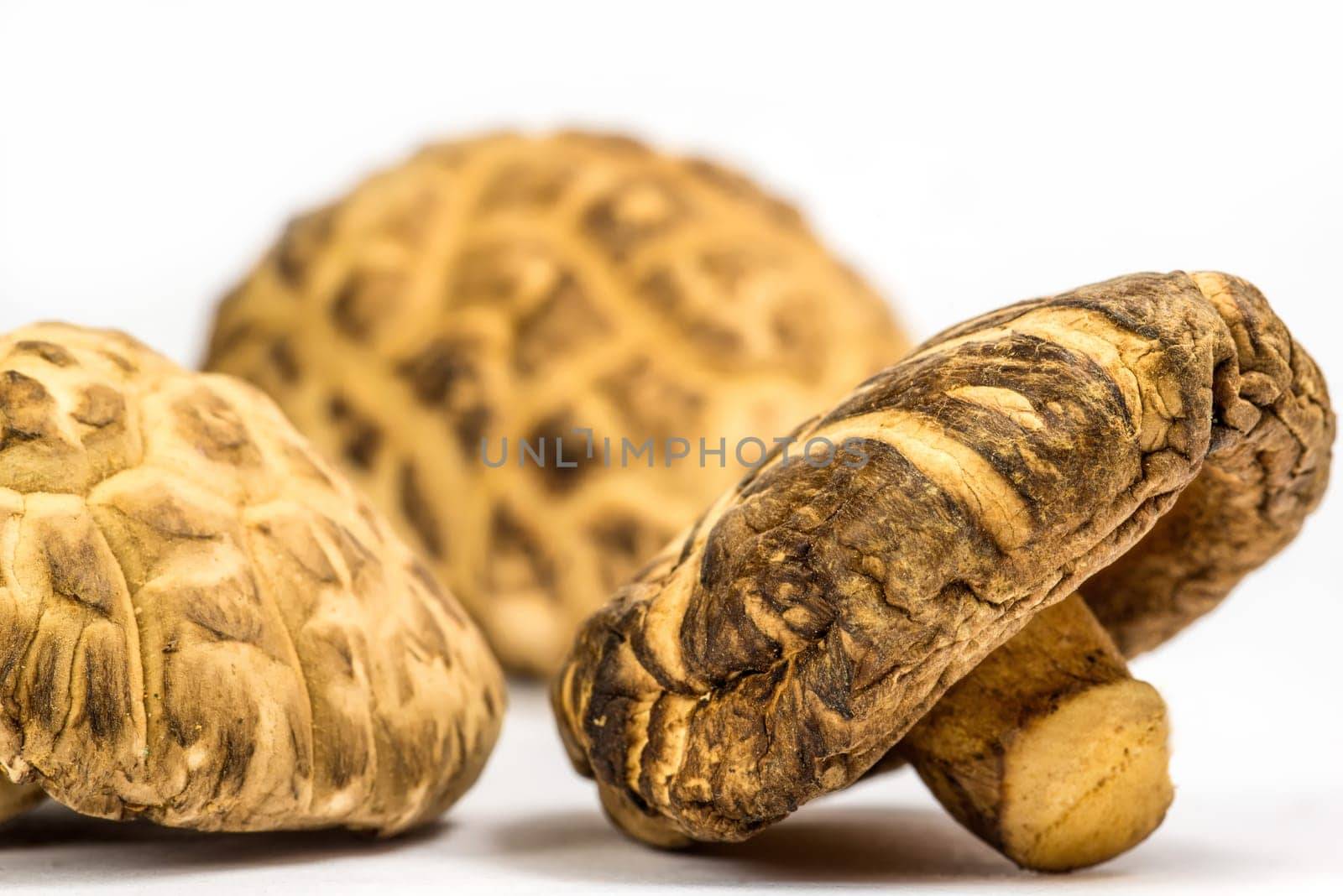 Shiitake mushroom, food and medicinal mushroom