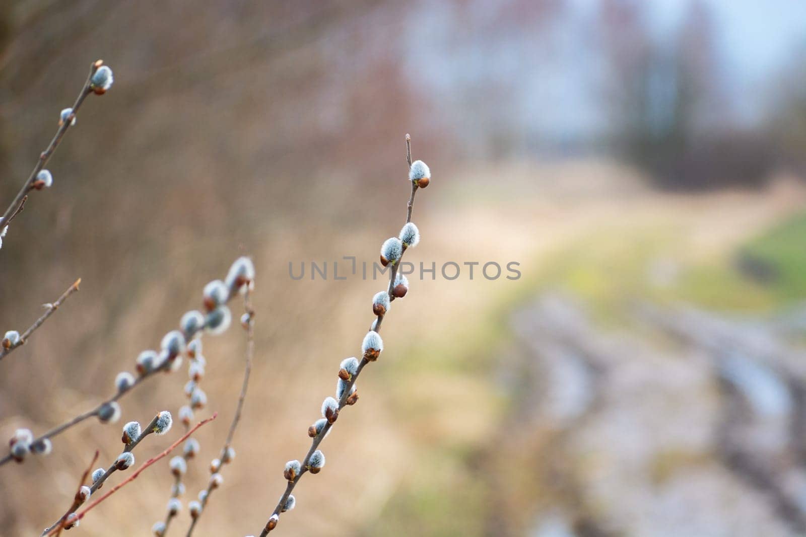 Branches with blooming catkins by the dirt road, spring view