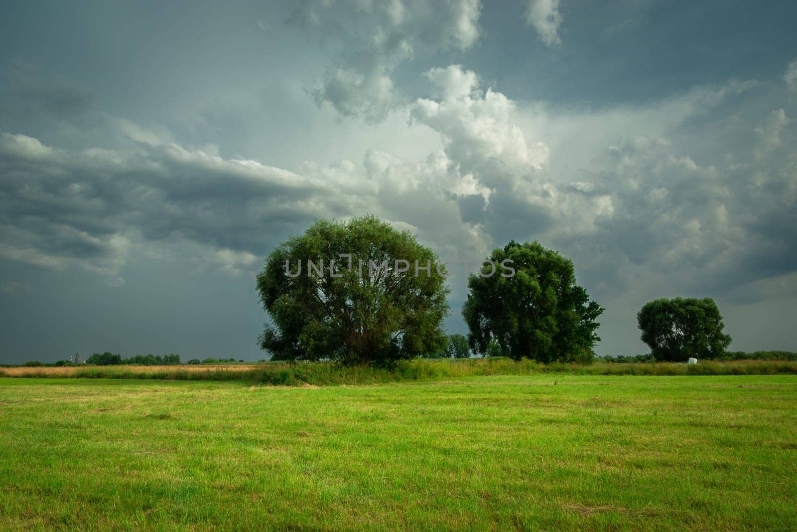 Large trees growing in a green meadow and cloudy sky, Nowiny, Poland