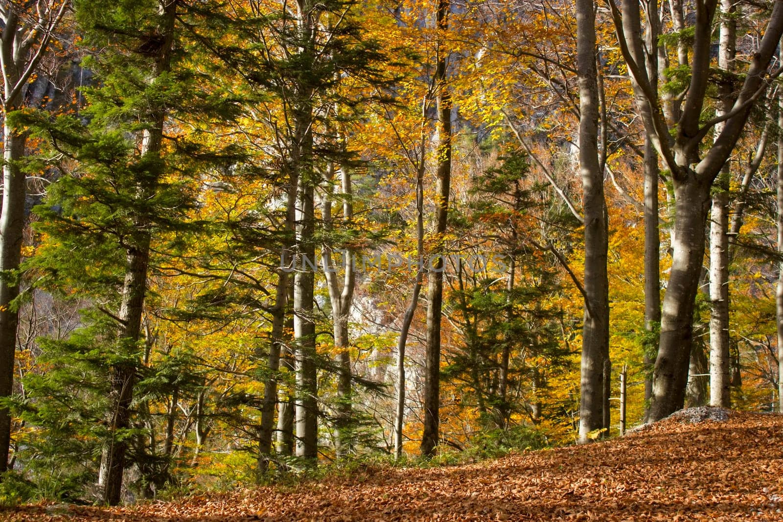 autumn forest in Austrian Alps, Upper Austria, Austria