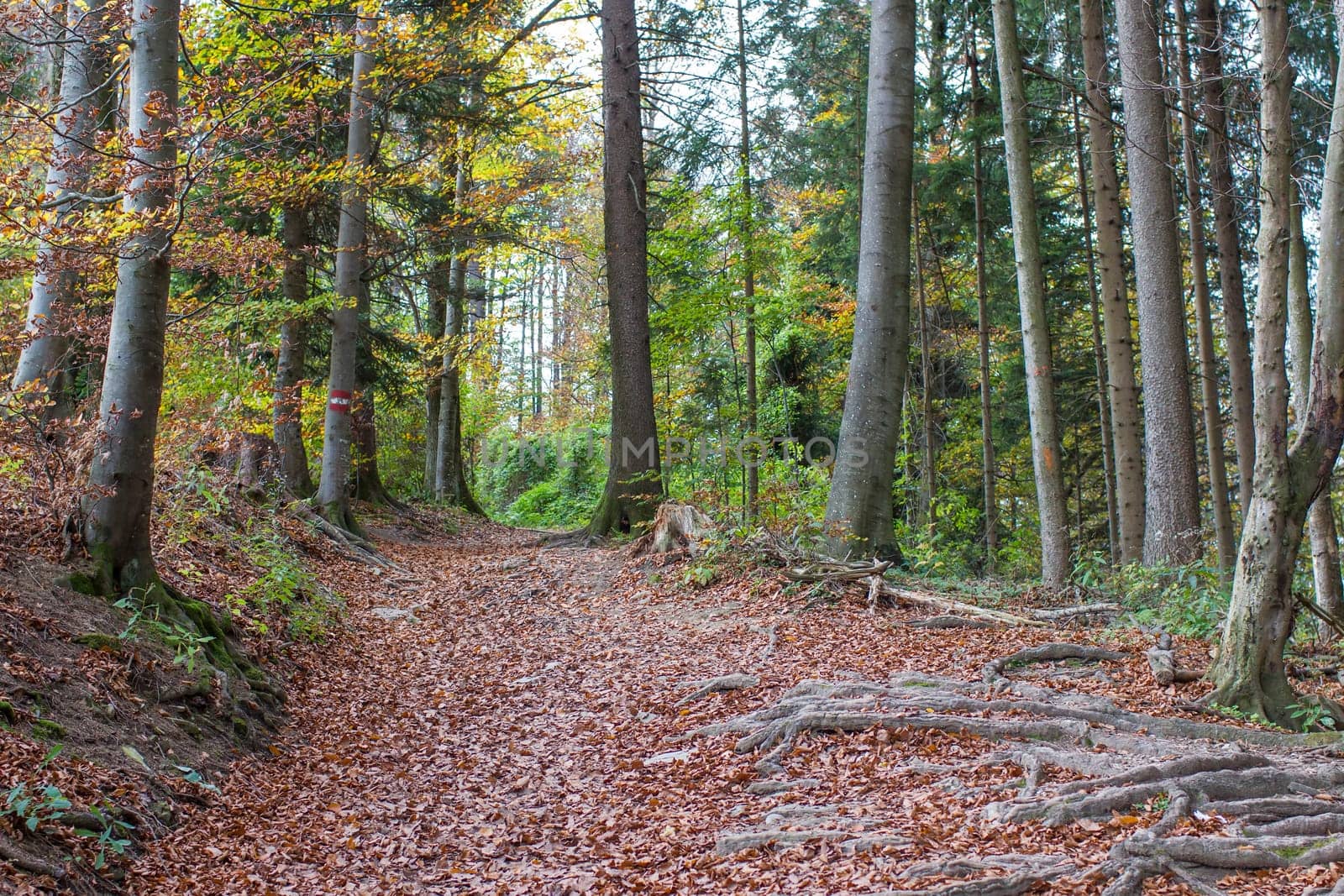 autumn forest in Austrian Alps, Upper Austria, Austria