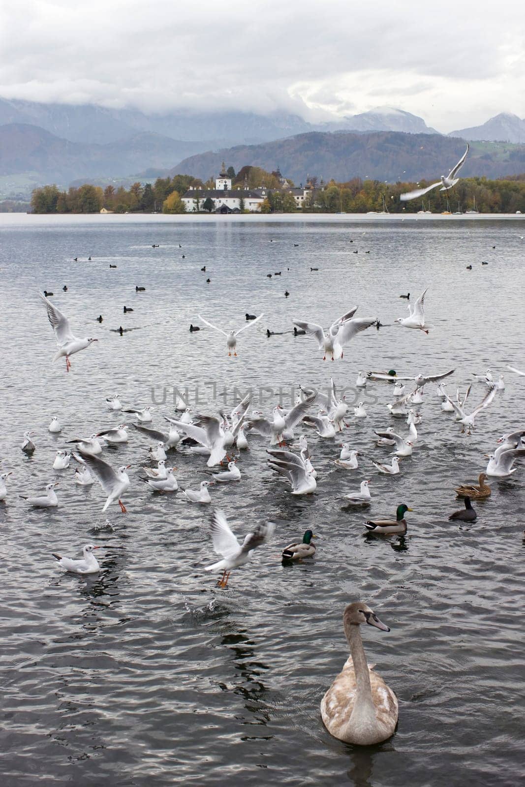 water birds in Gmunden at Traunsee, Austria, Europe