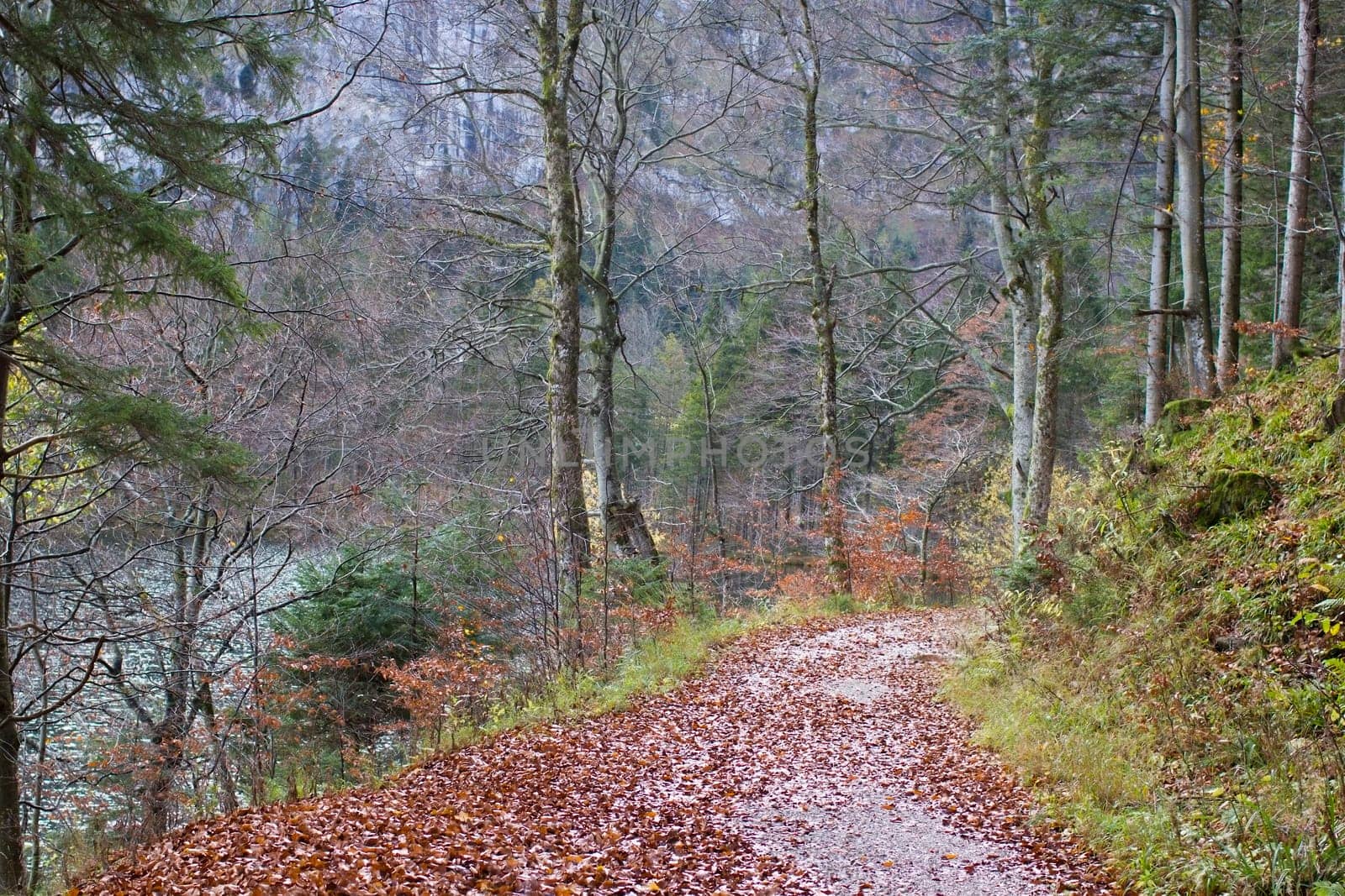 autumn forest in Alps, Upper Austria, Austria