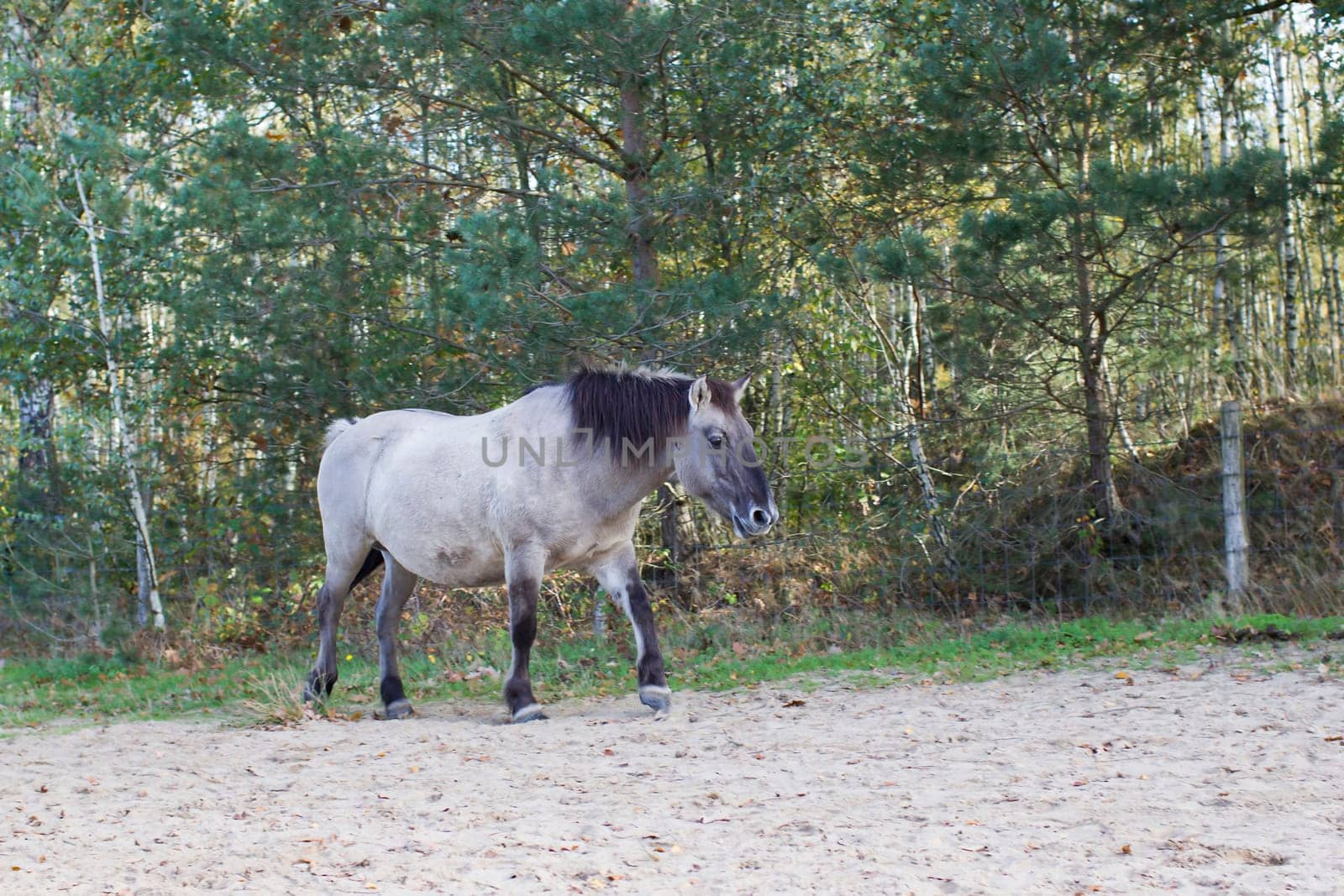 Konik horse in autumnal Maasduinen Park, Netherlands