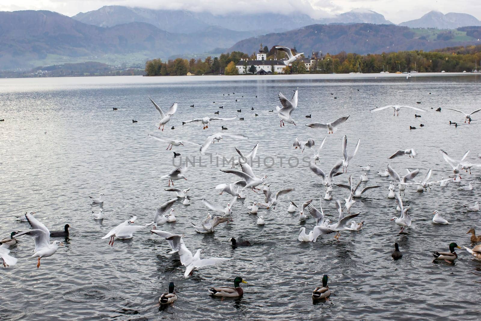 water birds in Gmunden at Traunsee, Austria, Europe