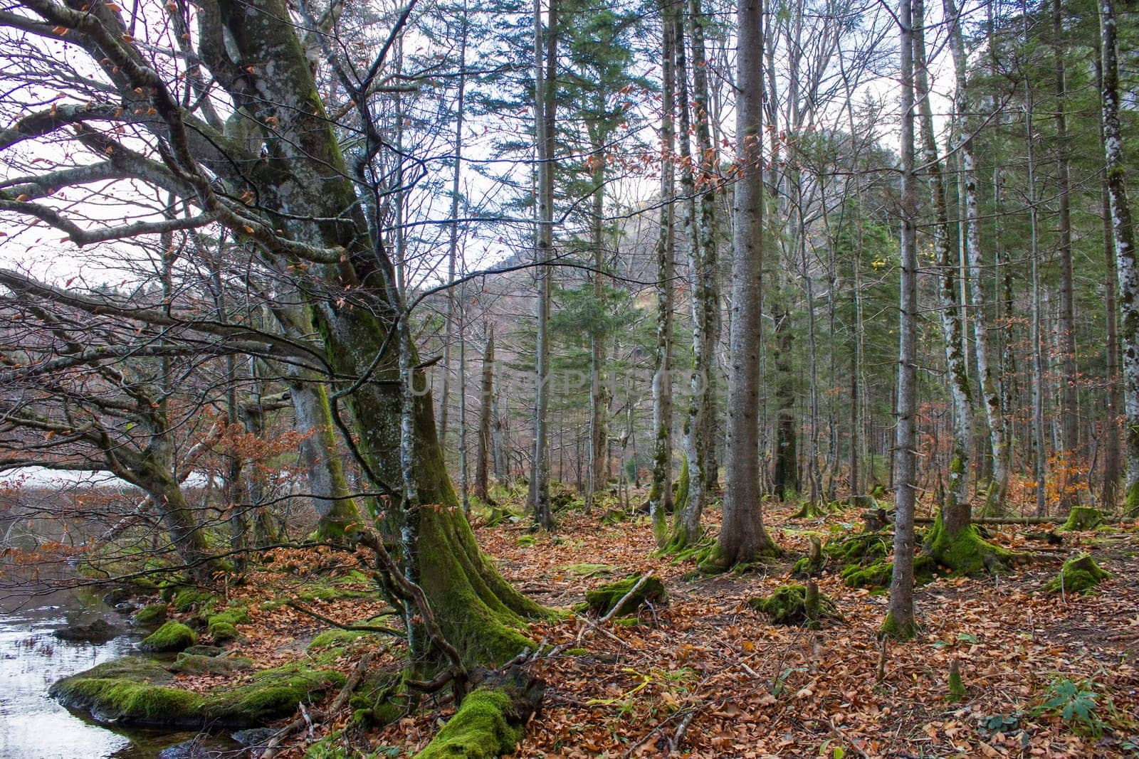 autumn forest in Austrian Alps, Upper Austria, Austria