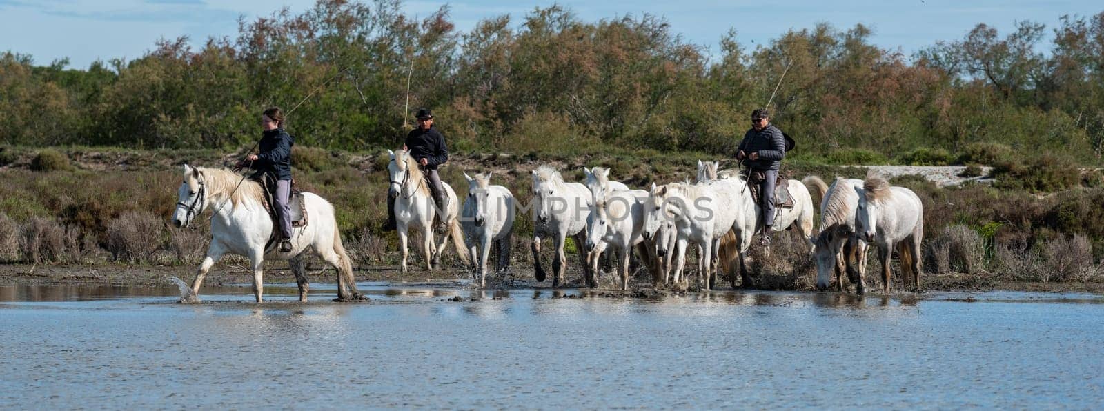 Camargue, France, April 27 2019 : White horses and two guardians are walking in the water all over in the swamp in Camargue, France..