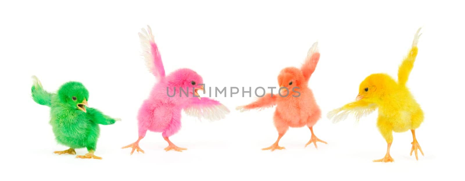 This four cute colorful animals were used for my personal project last year, hundreds of their images and I chose a few to be use here, all of them has different focus point ( I intentionally did it on purpose ) as arranged in this image, focus line based on green one. Four high key portrait combined into one.