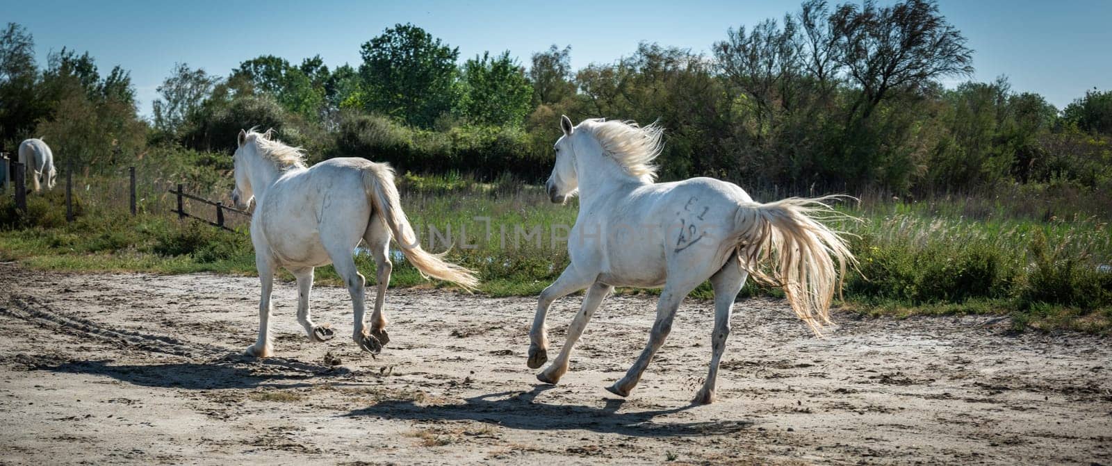 Camargue, France, April 27 2019 : White horses and two guardians are walking in the water all over in the swamp in Camargue, France.