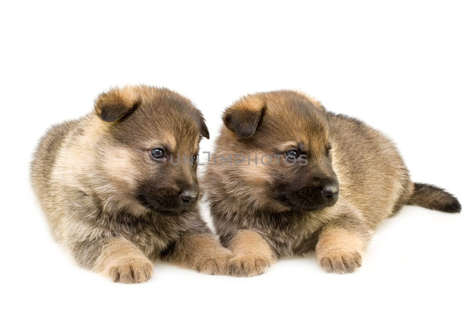 Germany sheep-dogs puppys isolated on white background