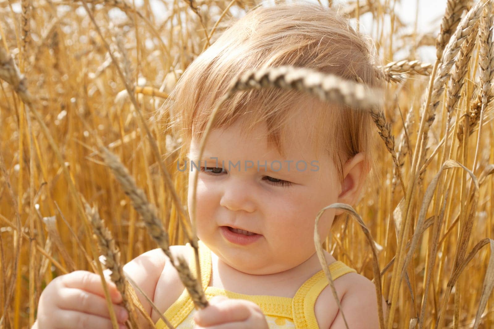 Kid examining wheat spikes in the field