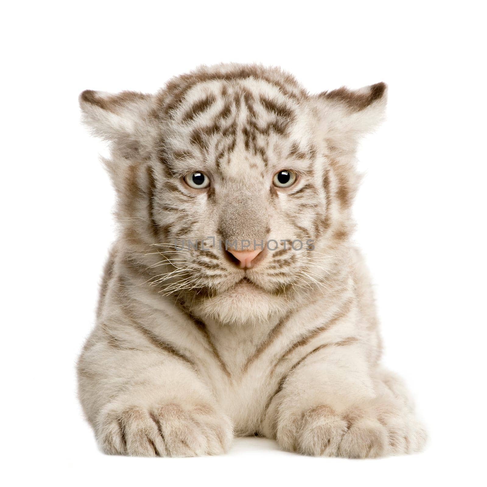 White Tiger cub (2 months) in front of a white background