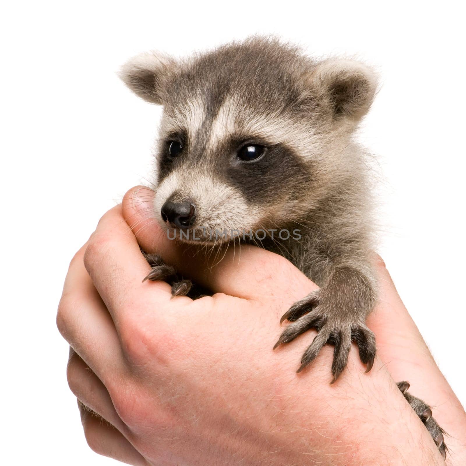baby raccoon (6 weeks) - Procyon lotor in front of a white background