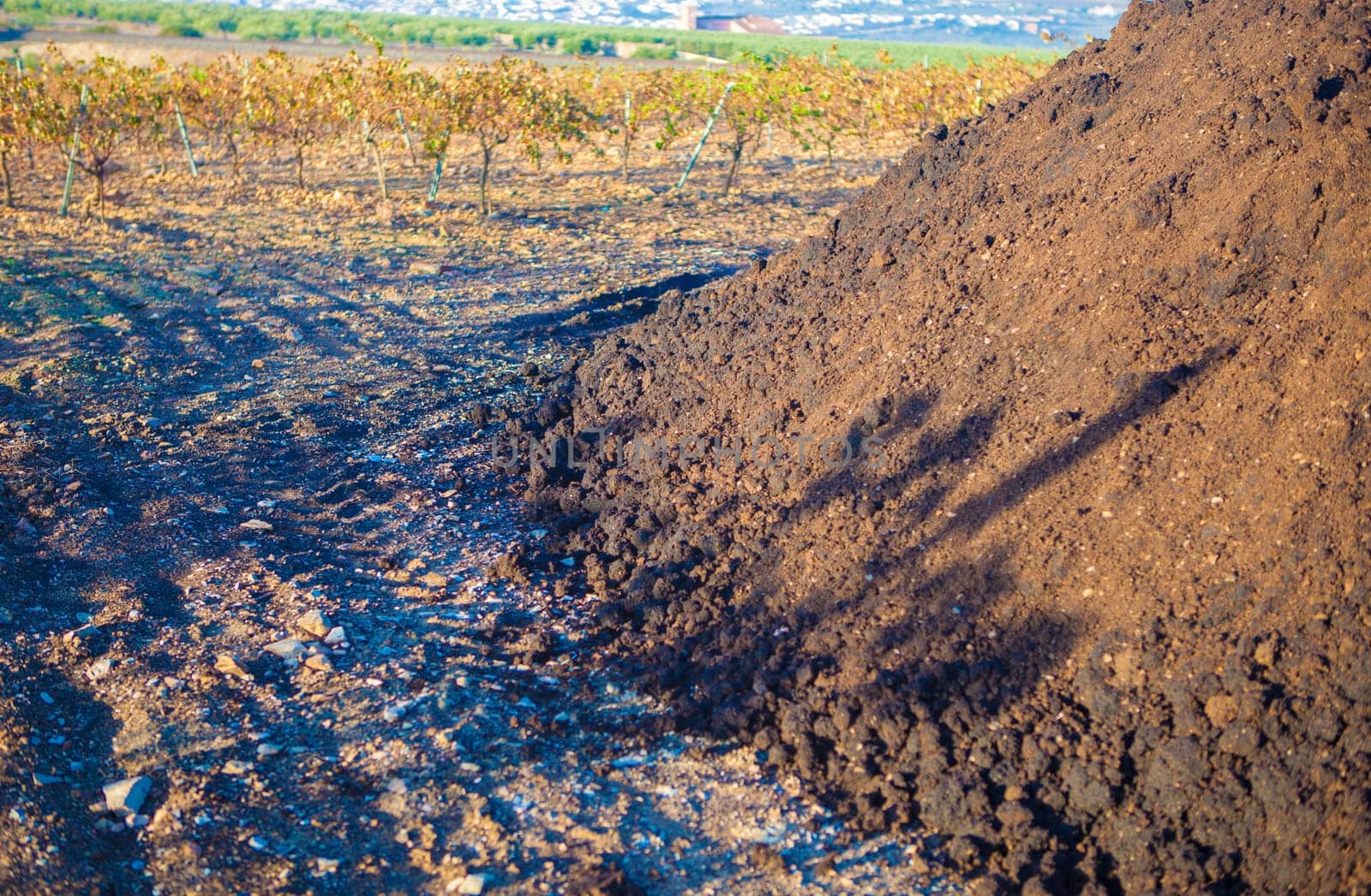 Composted olive mill pomace piled beside vineyard. Tierra de Barros, Spain