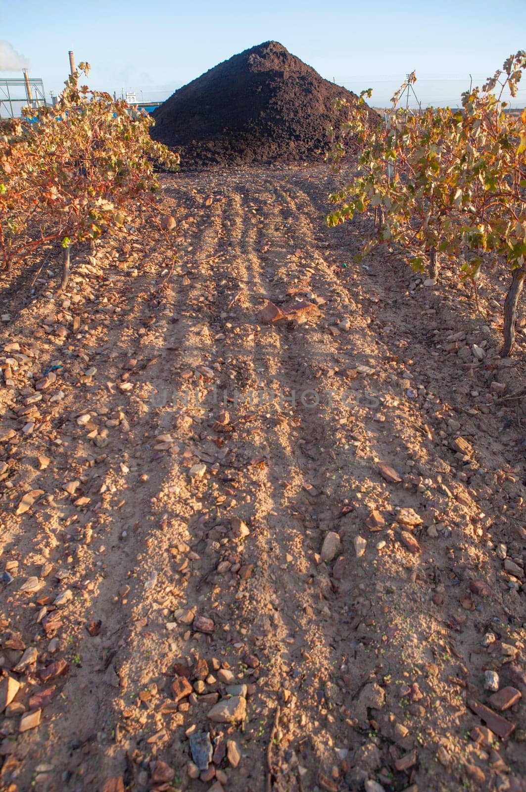 Composted olive mill pomace piled beside vineyard. Tierra de Barros, Spain