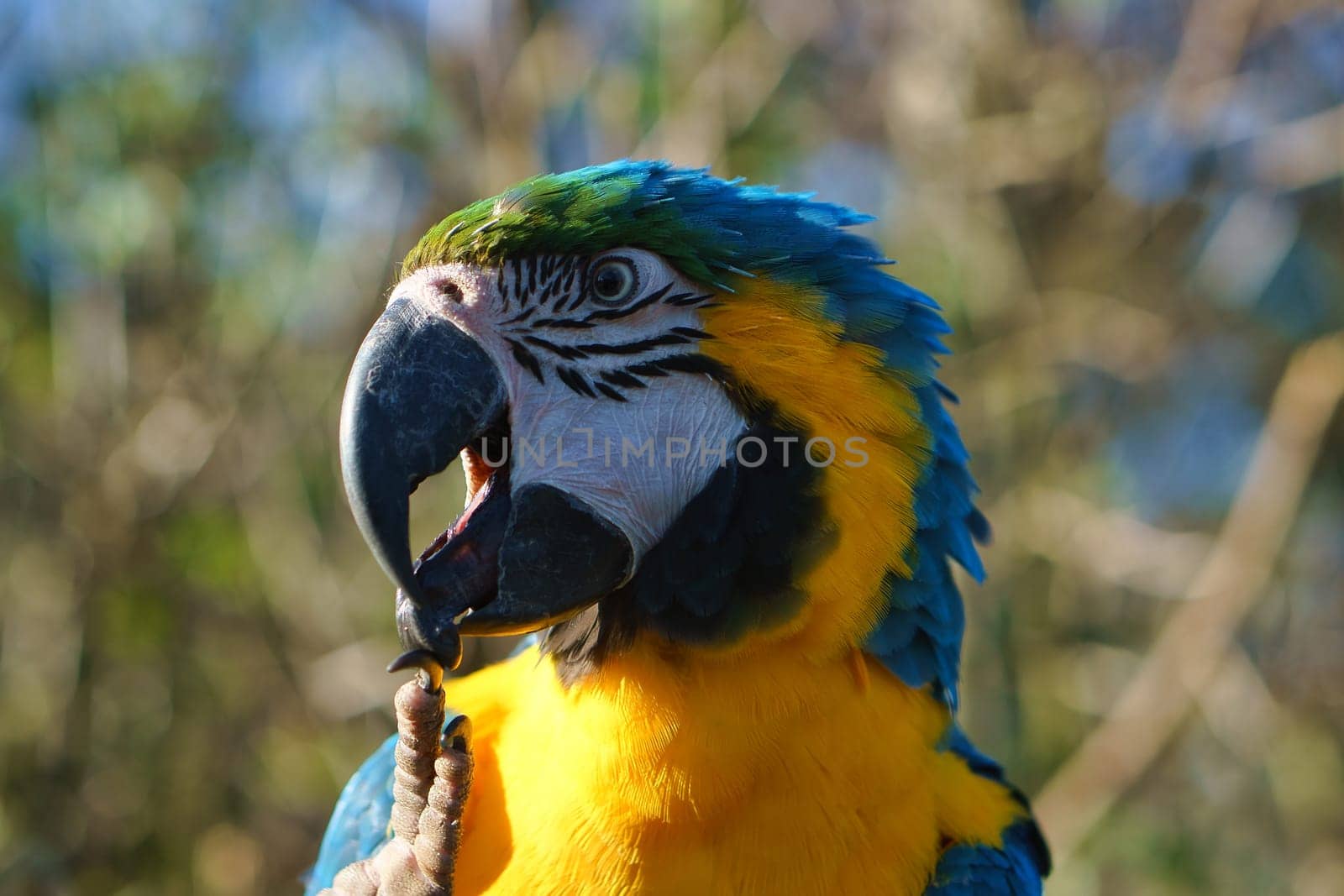 Portrait of a yellow macaw on a branch. The parrot bird is an endangered species. Animal photo