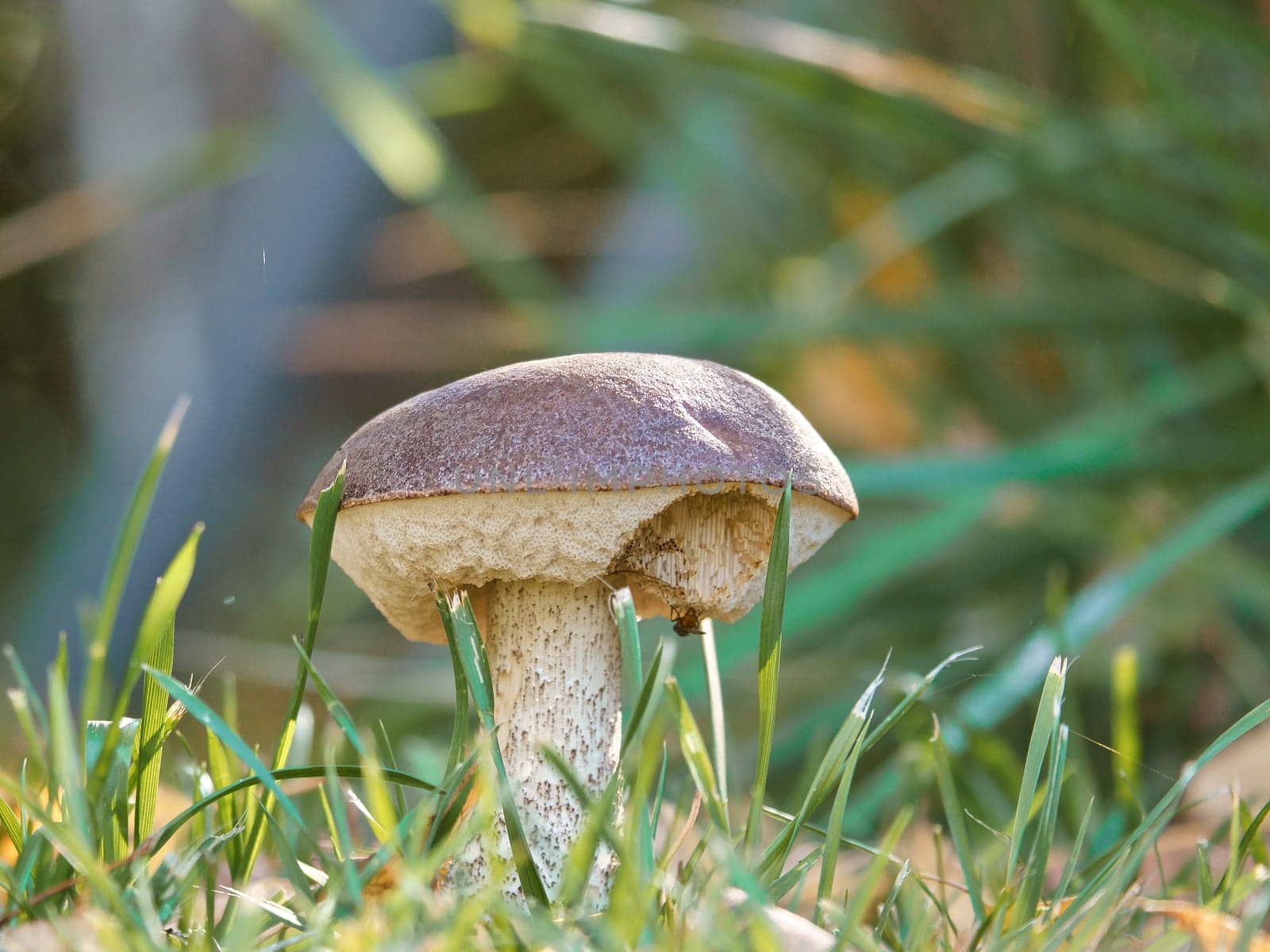 Chestnut, brown cap. Mushroom on the forest floor with moss and pine needles. Edible mushroom collected in the forest. Photo from nature