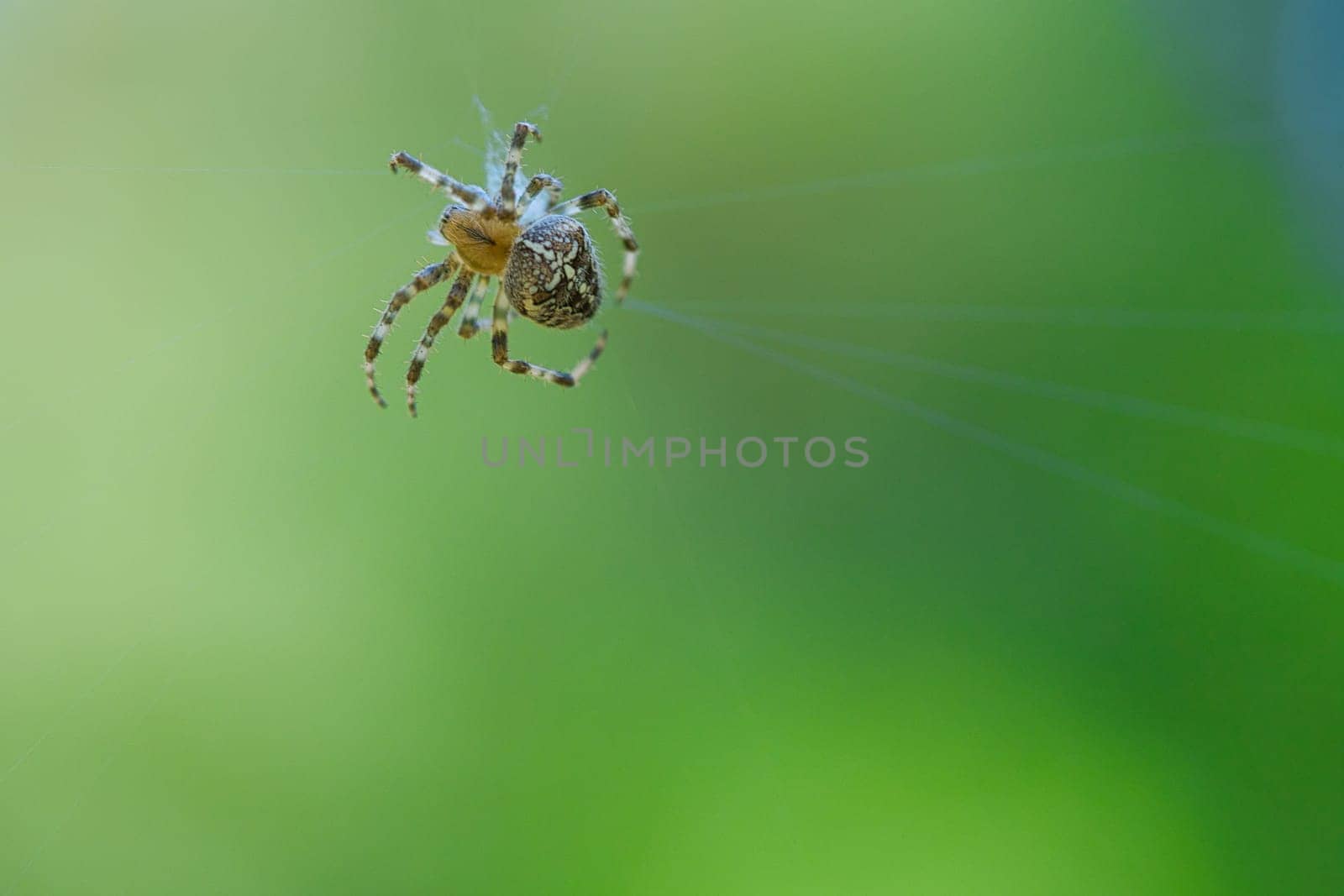 Cross spider in a spider web, lurking for prey. Blurred background. A useful hunter among insects. Arachnid. Animal photo from the wild.