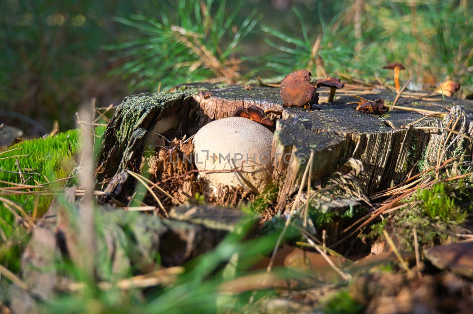 Young crested inkling growing on forest floor between moss and needles. Nature photo from wood