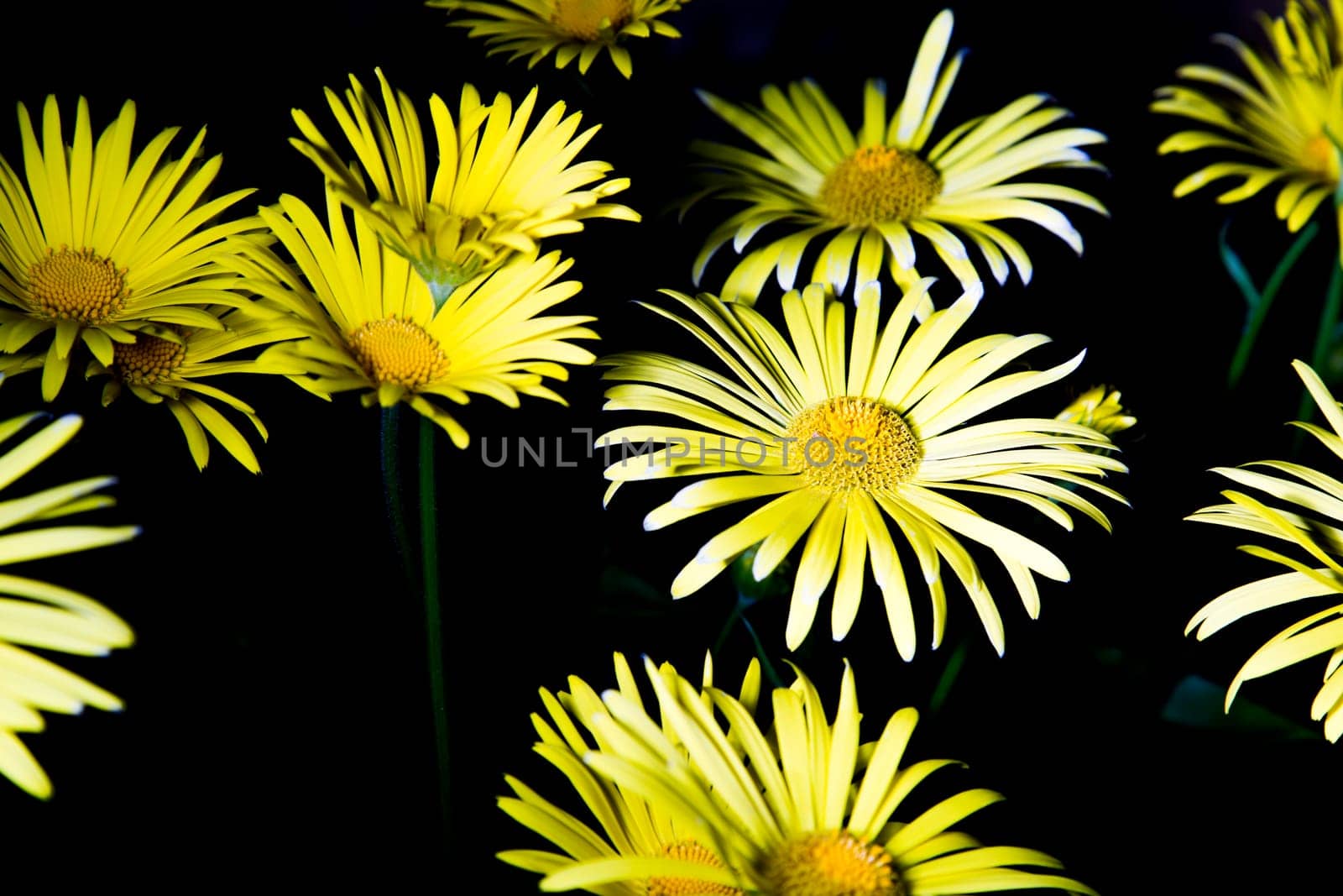 Plenty of Leopard's Bane(Doronicum Orientale) with black background.
