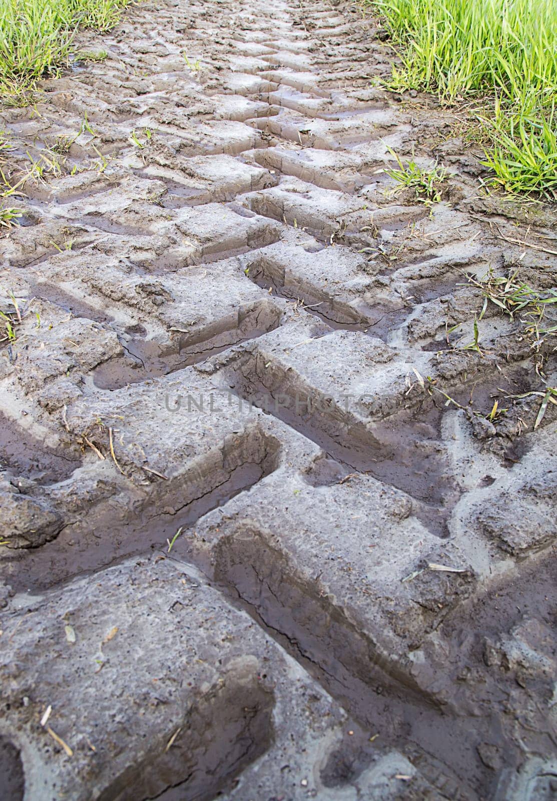 Tractor Track in mud trailing away.