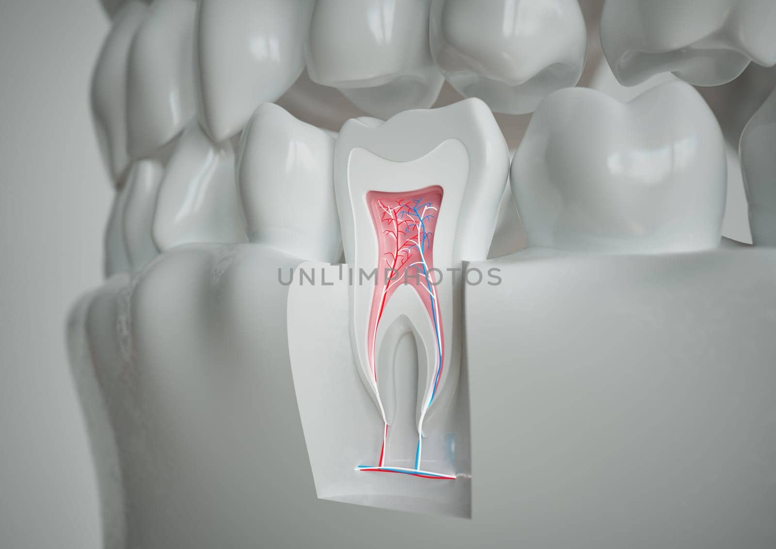 anatomy of a tooth with complete dentition on a white background -- 3D Rendering