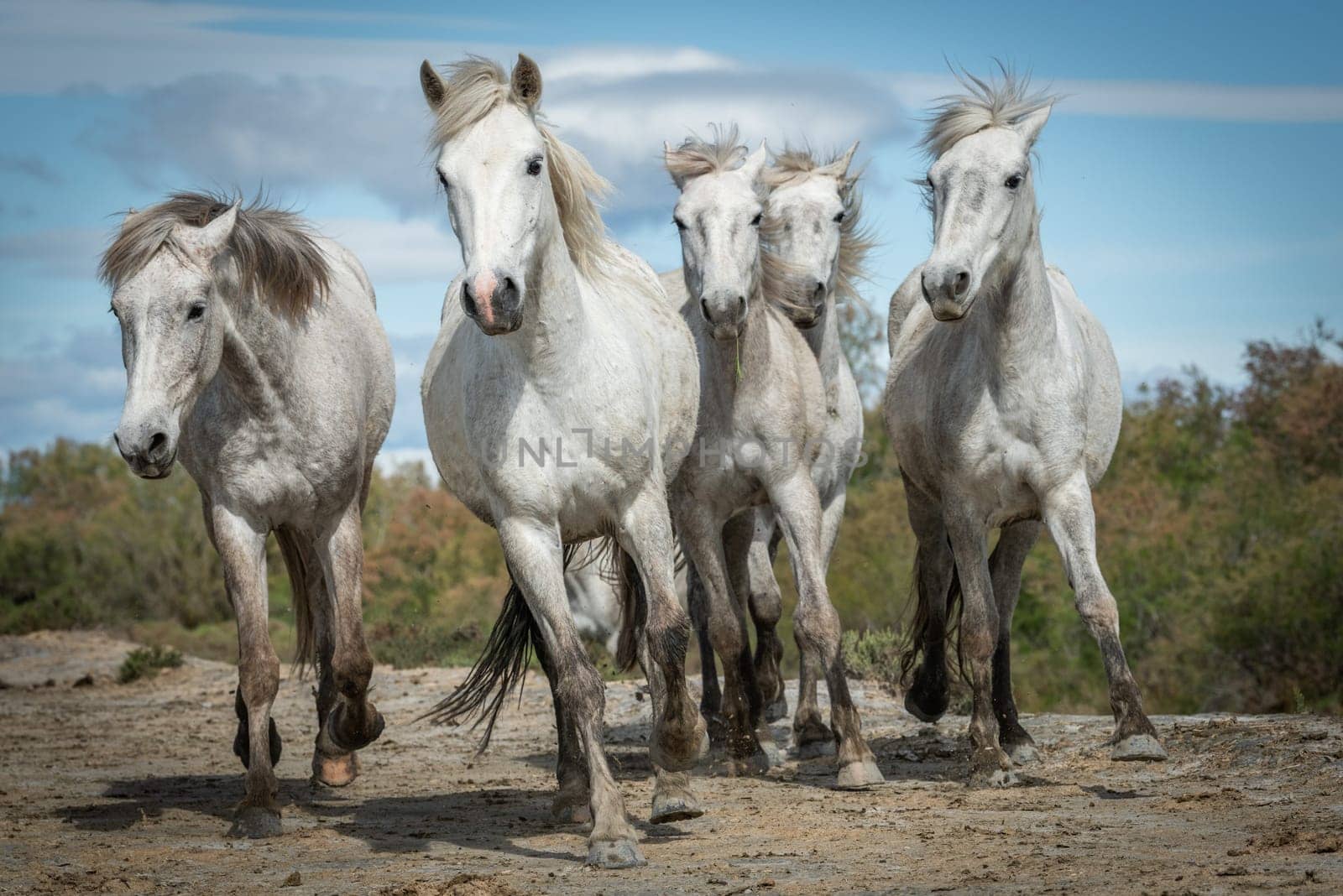 27/04/2019 : White horses are walking in the sand all over the landskape  of Camargue, south of France