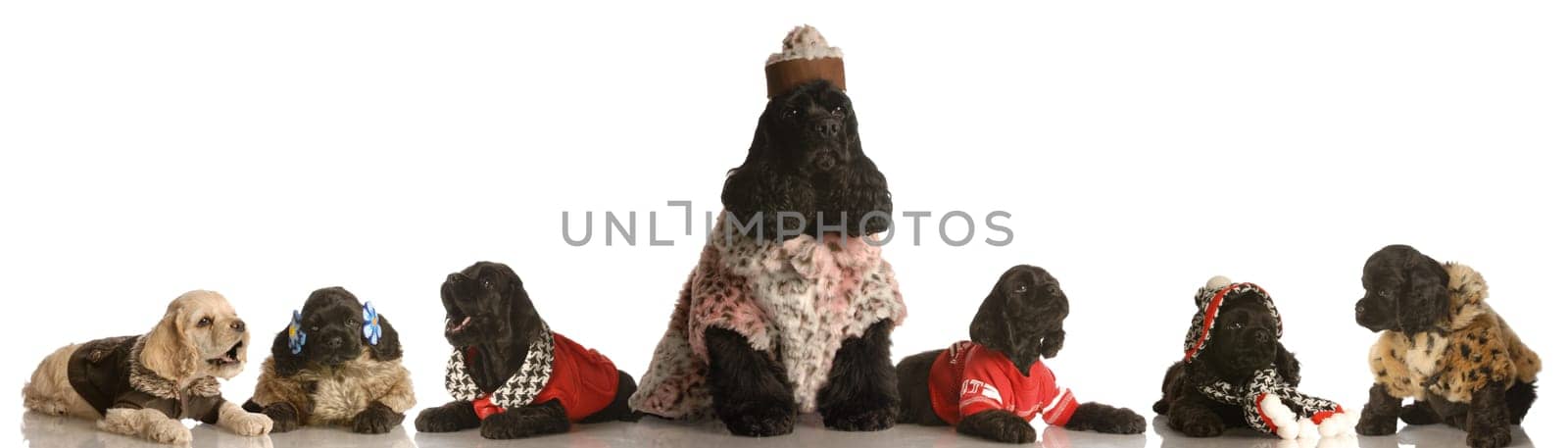 american cocker spaniel family dressed up in clothing - mother and puppies