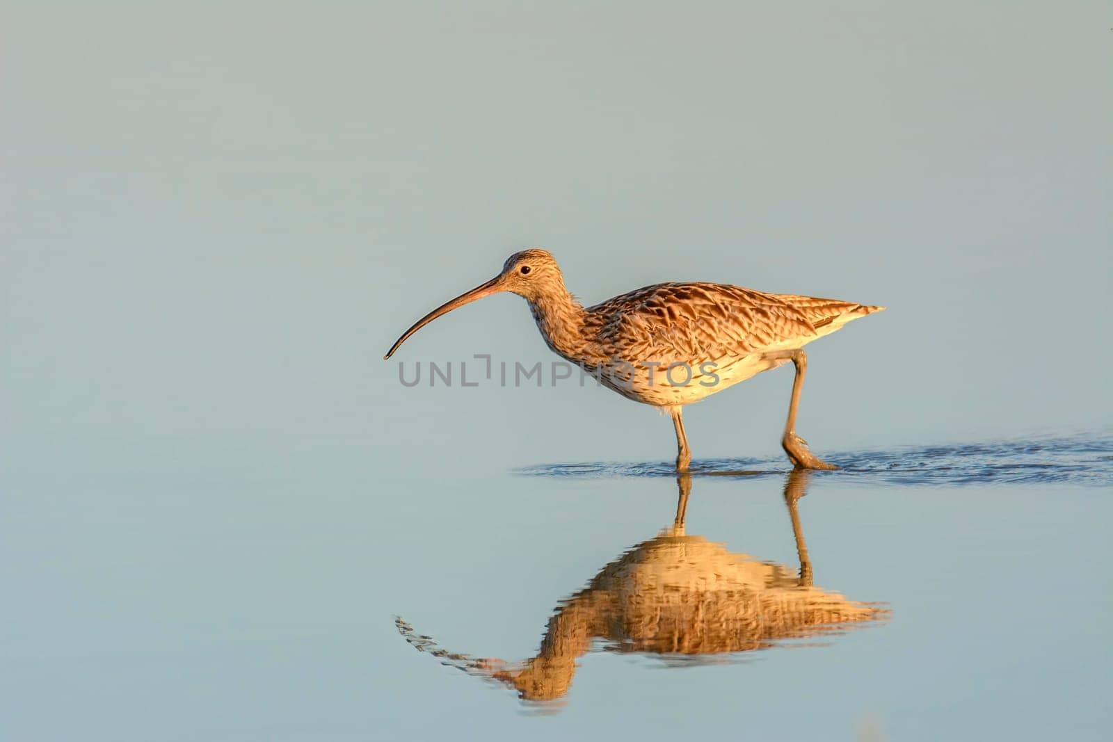 Numenius arquata, curlew, migratory wader bird in the middle of the lake looking for food, at sunset, mallorca balearic islands spain