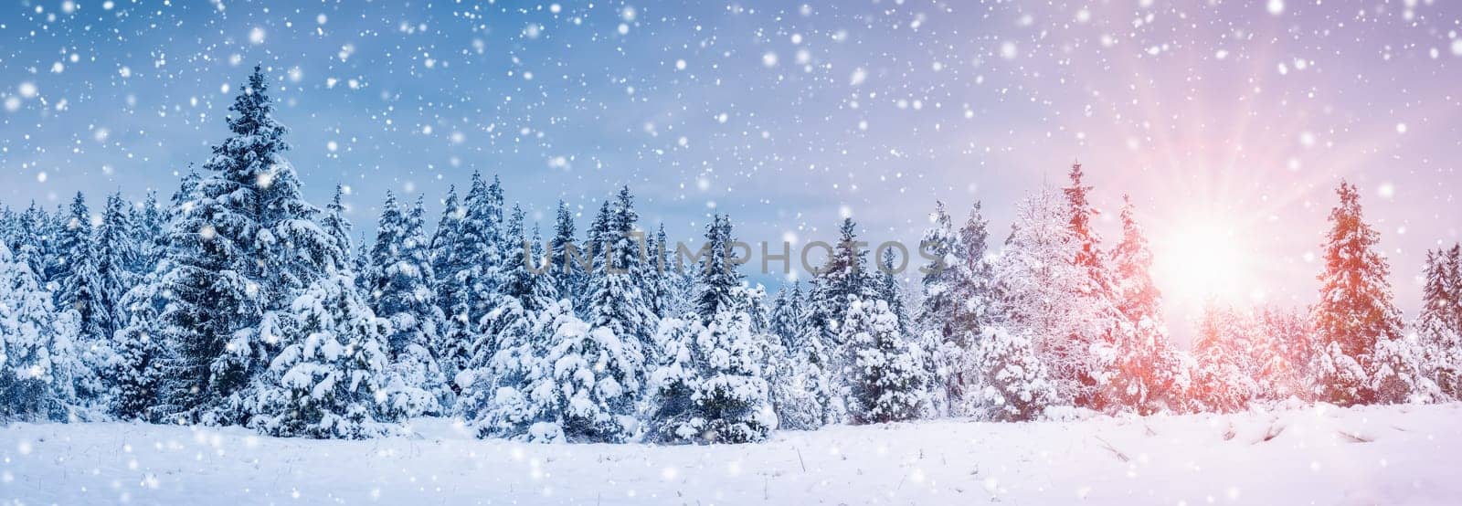 Beautiful snowfall in spruce forest on the morning. Sunrise in the fir woods. Panoramic background.