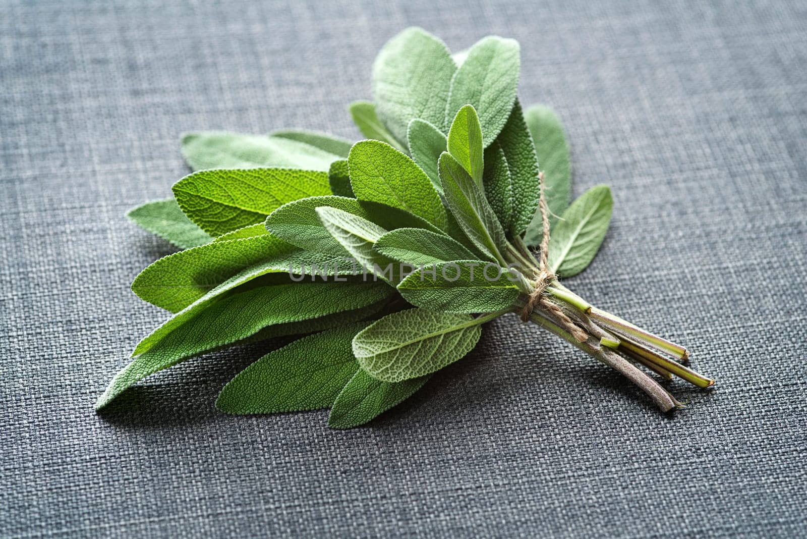 Bunch of fresh organic sage. Salvia officinalis. Sage leaves on table close-up. Garden sage. Seasonings and spices. Selective focus, copy space
