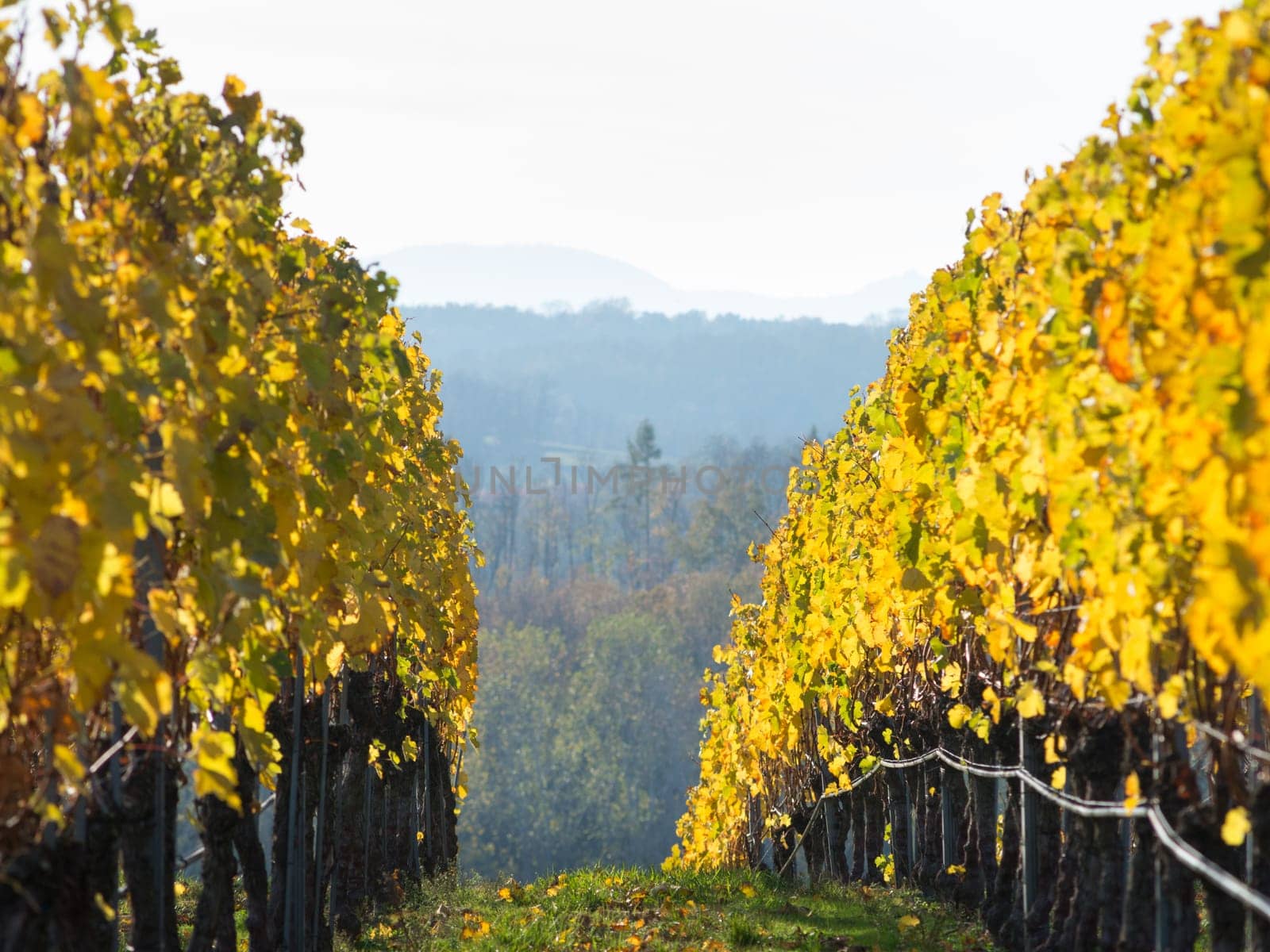autumn vineyards burgenland