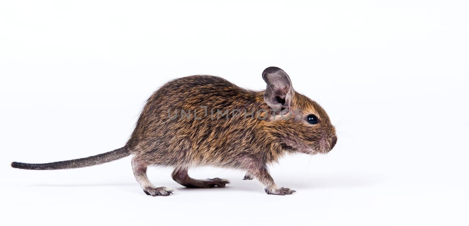 degu isolated over white