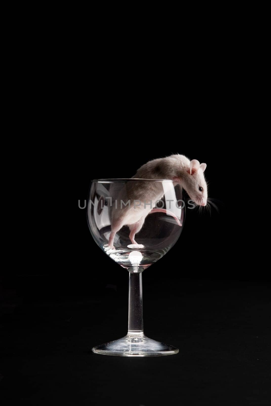 mouse in glass isolated over black