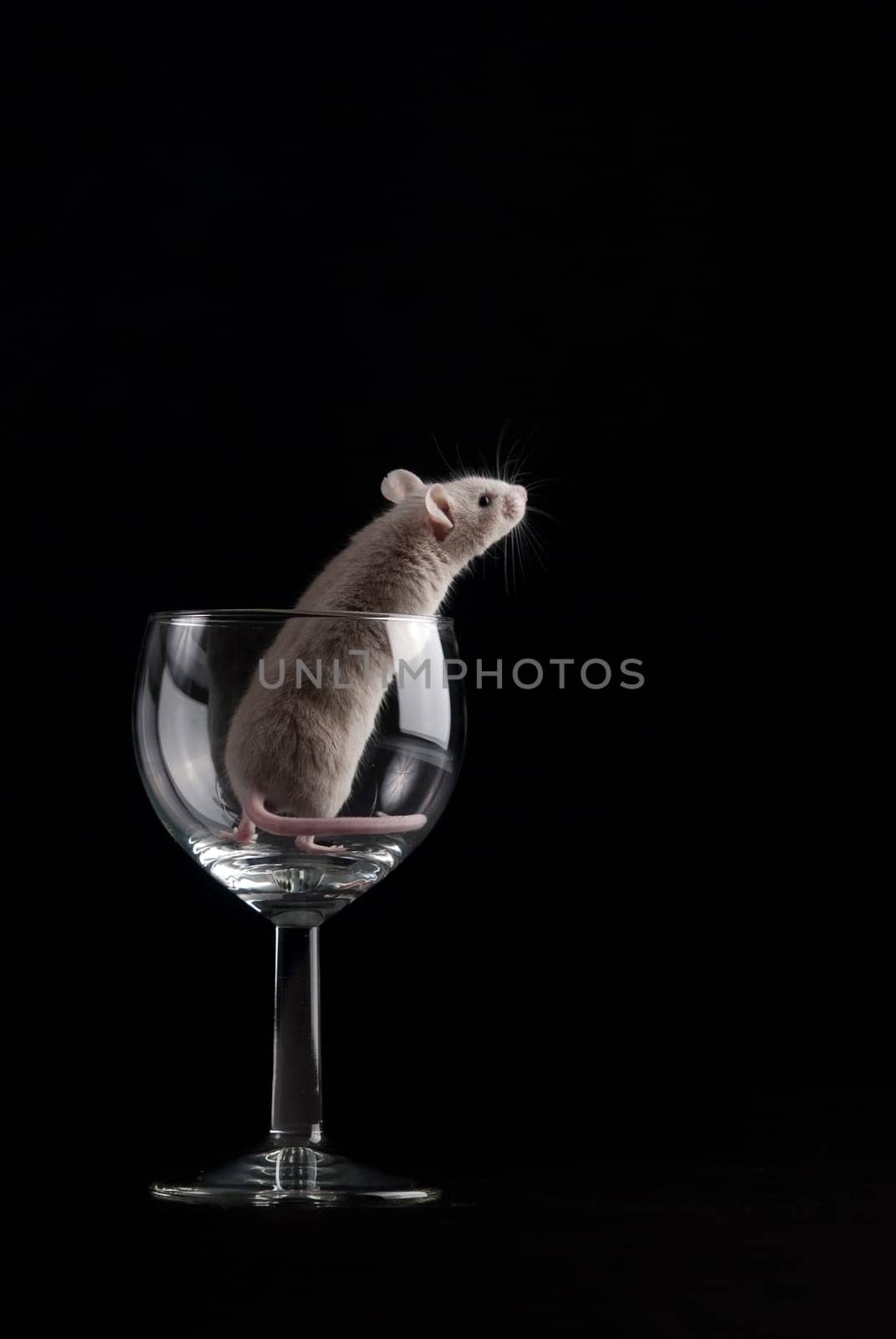 mouse in glass isolated over black