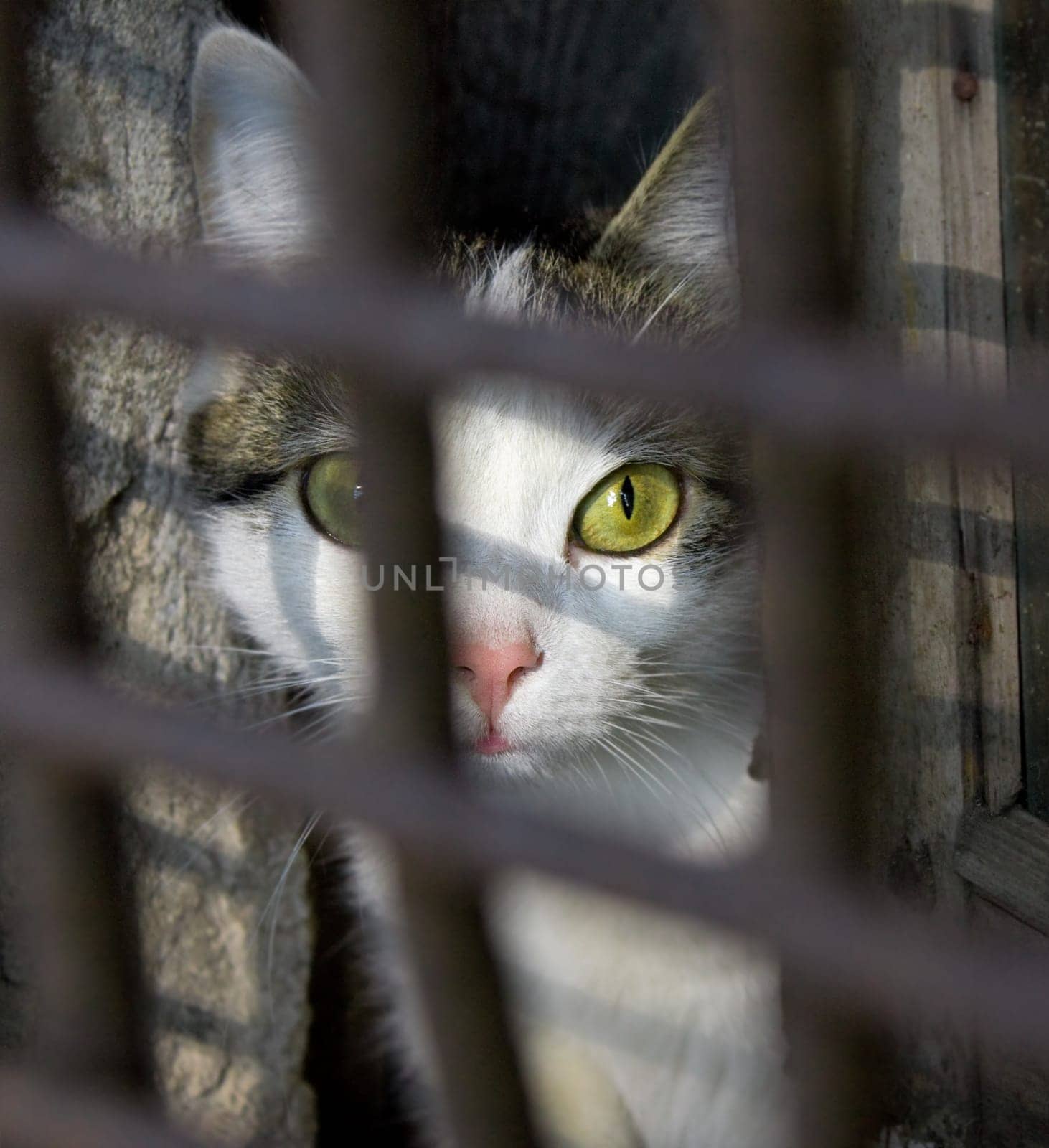 Cat in a cage.