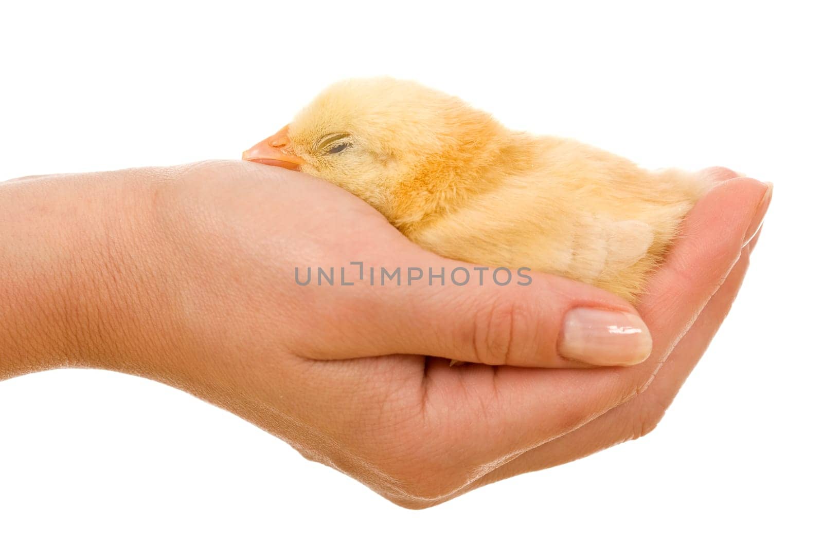 Woman holding a little sleeping chicken in hand - isolated