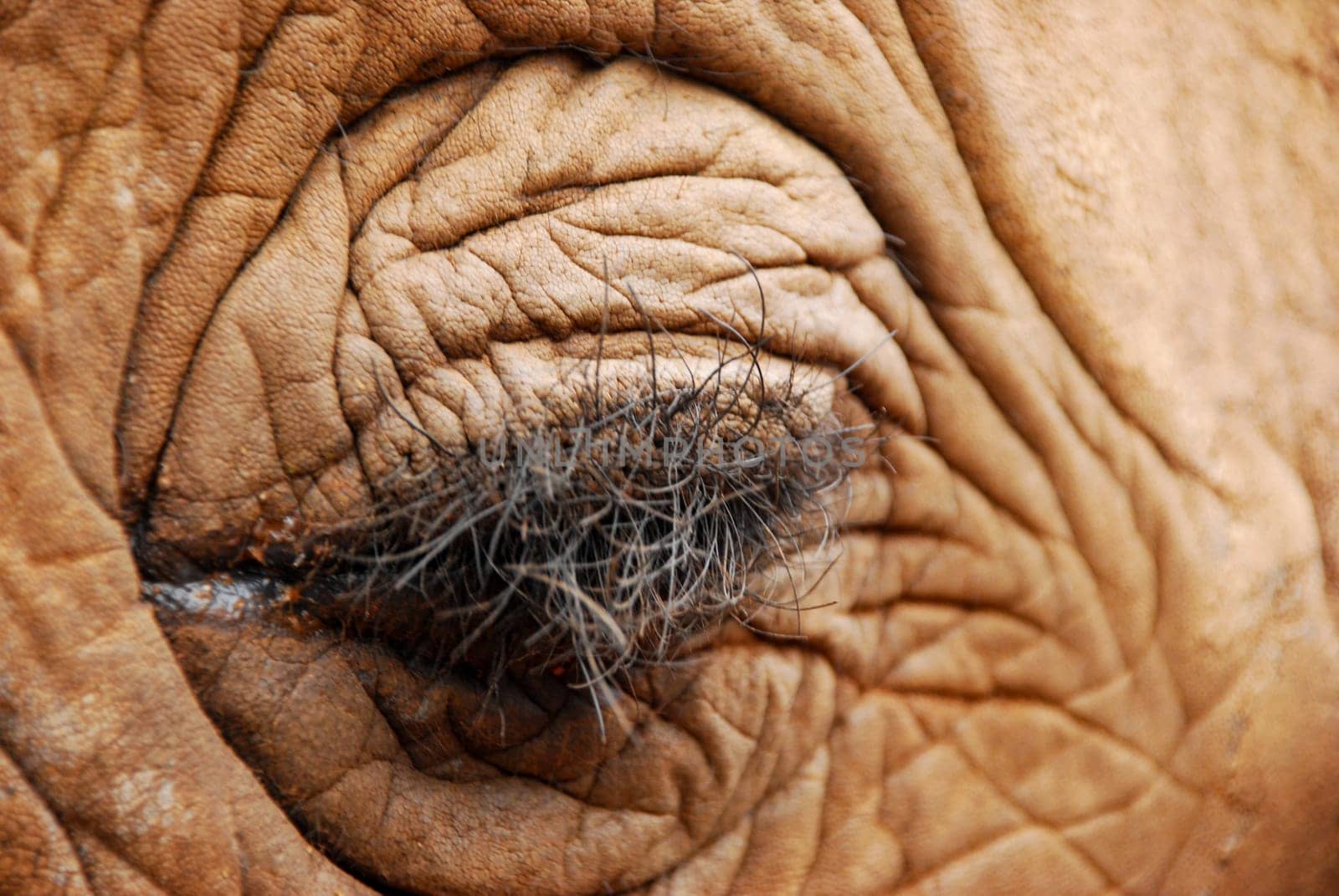 CloseUp of an closed African Elephant Eye clearly showing the bushy eye lashes