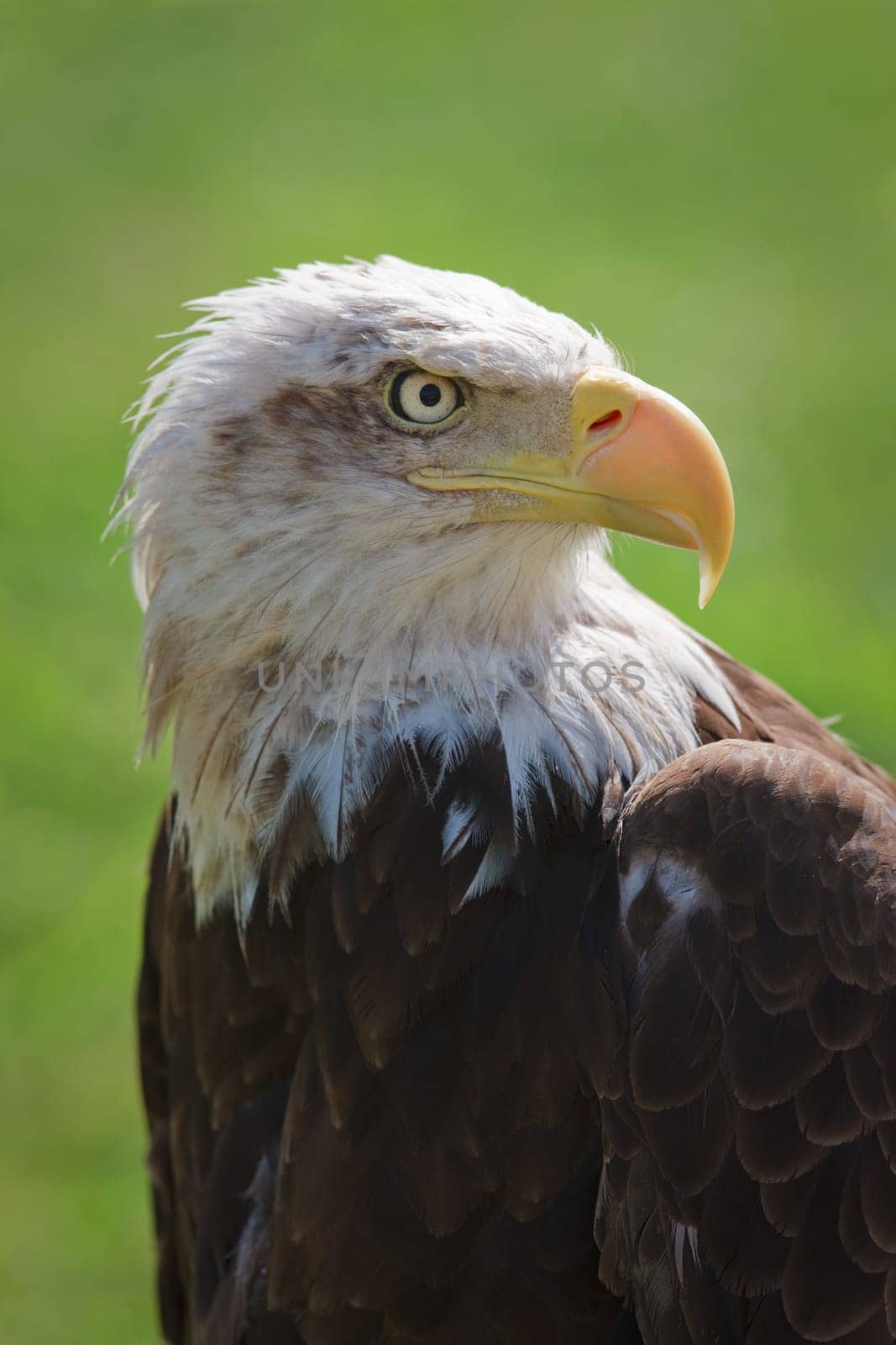American bald eagle (Haliaeetus leucocephalus) portrait. Background blurred