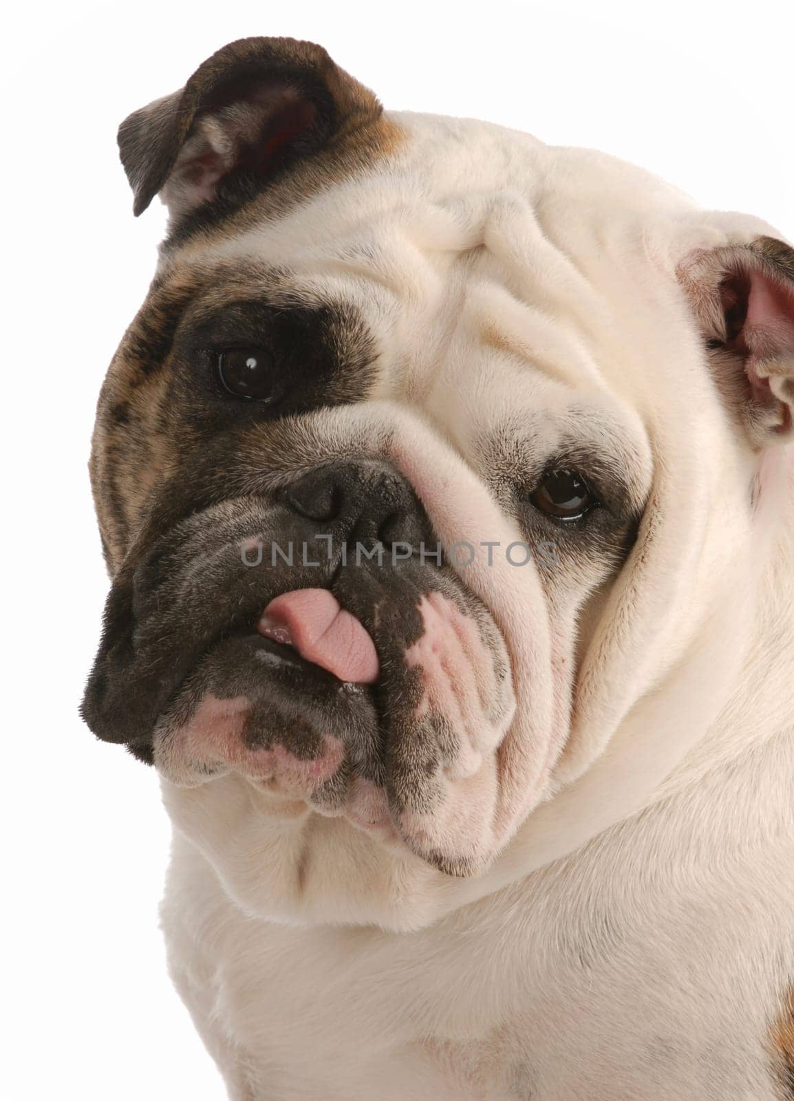 english bulldog with tongue sticking out on white background