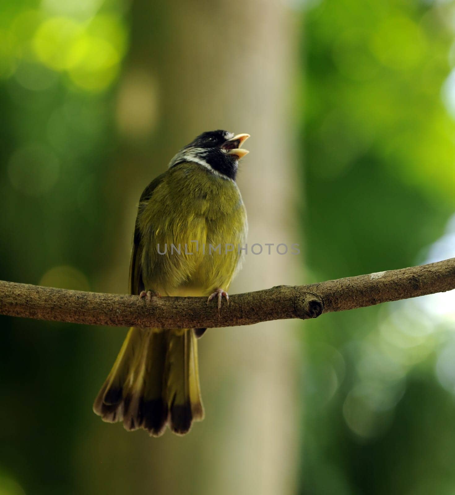 Small green bird perched on a tree