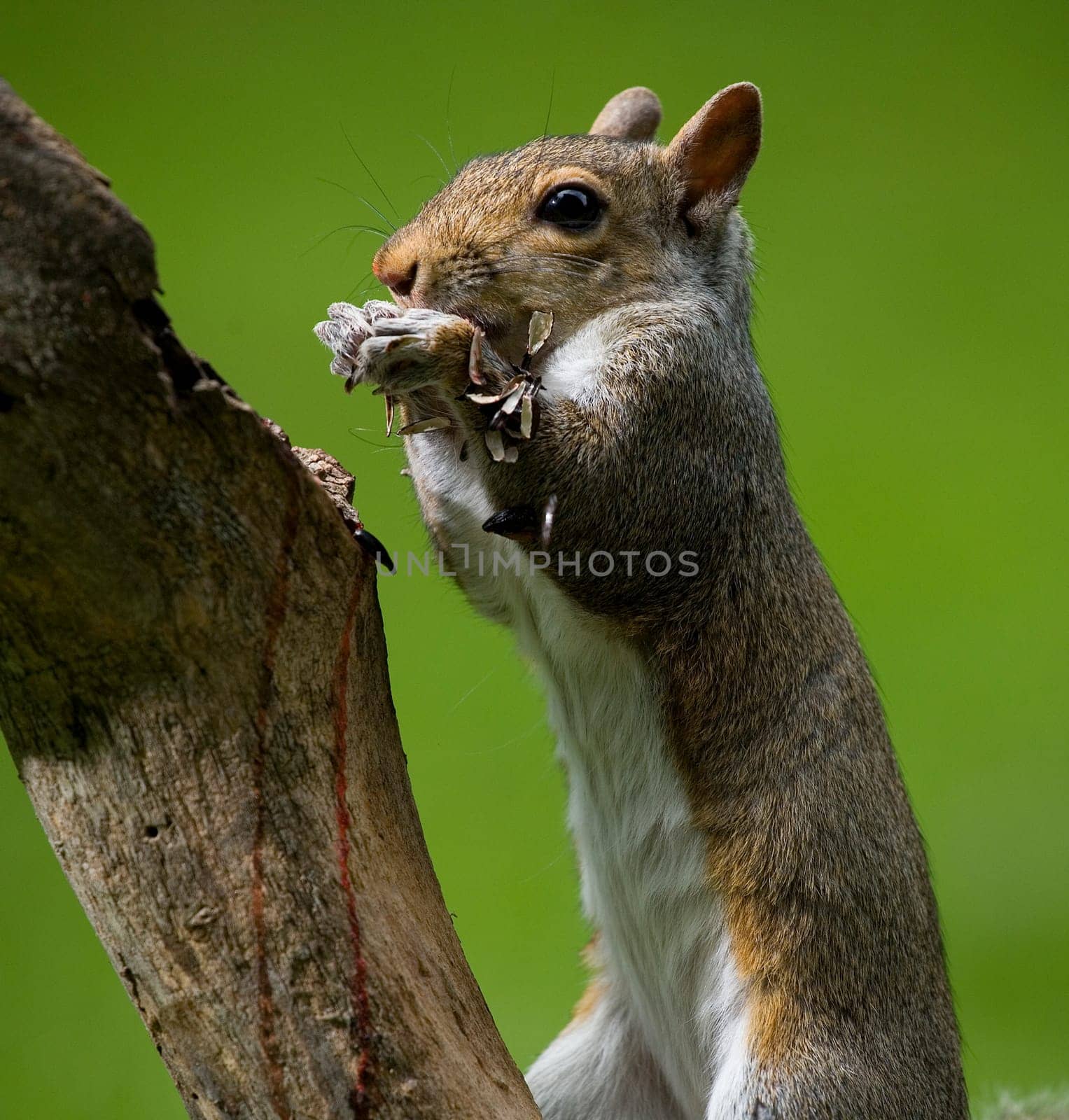 tree squirrel on a log that is covered in sunflower seed shells