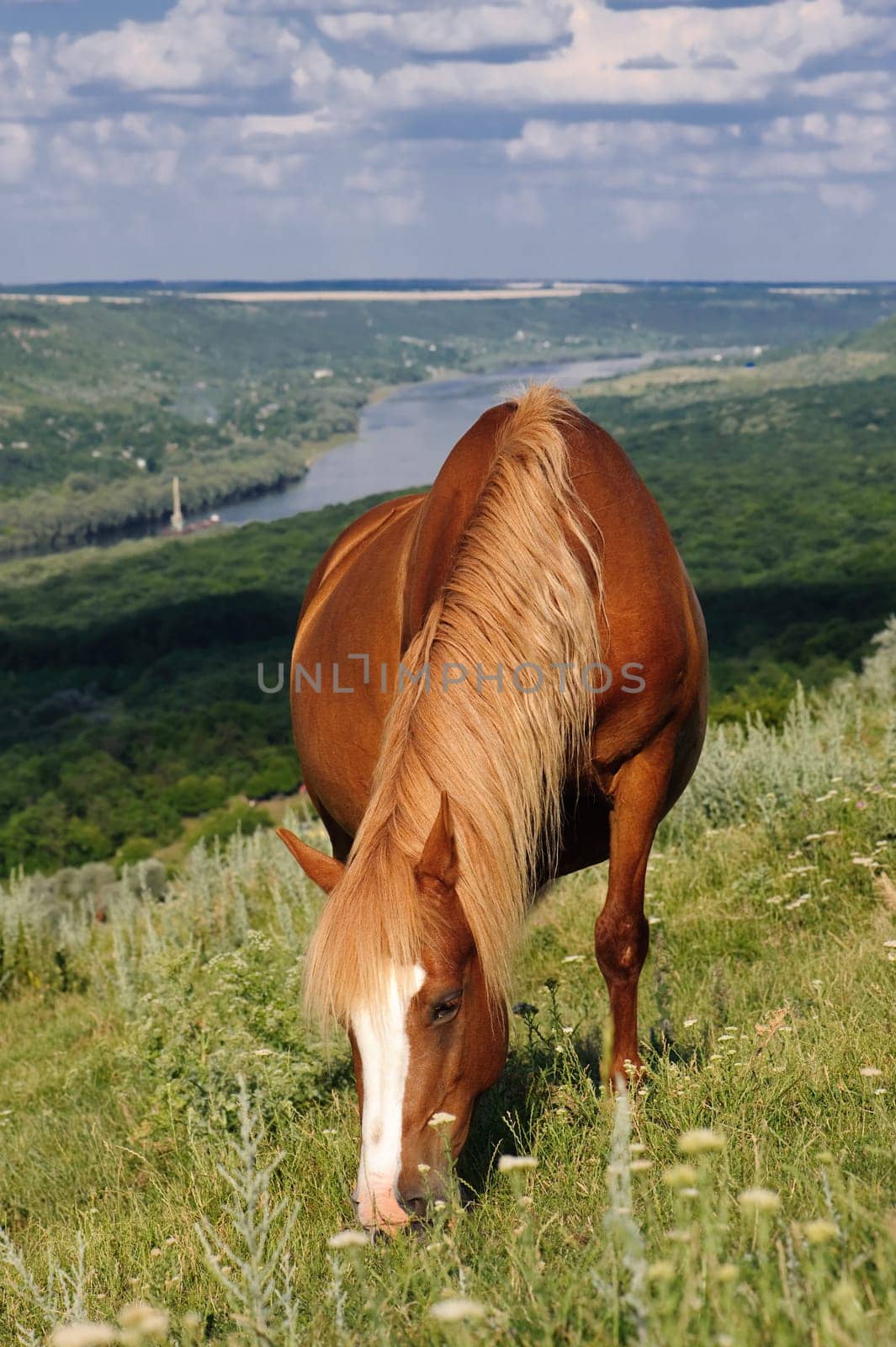 brown horse grazing at meadow with beautiful view