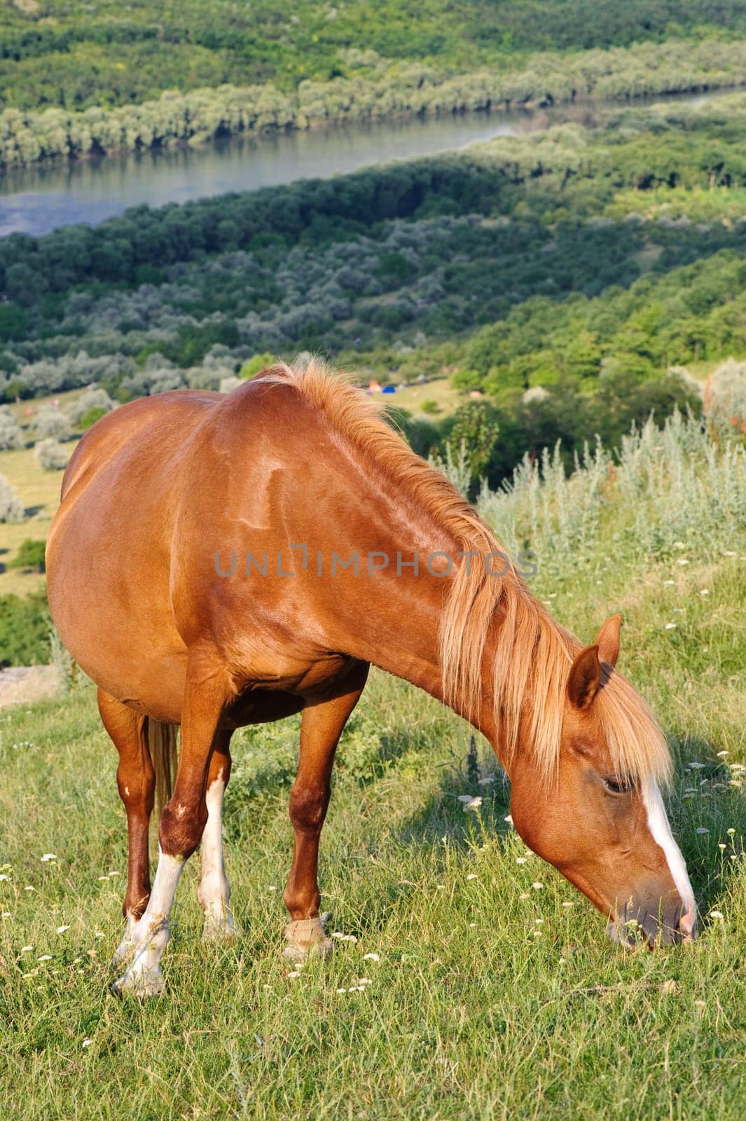 brown horse grazing at meadow with beautiful view