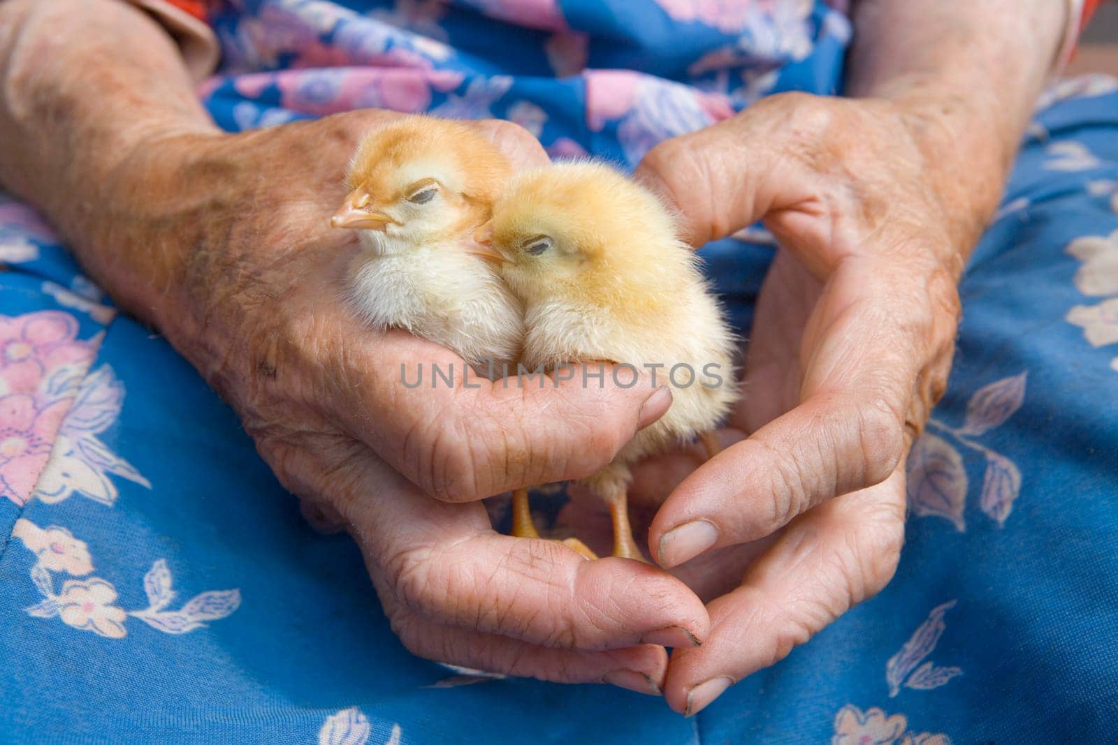 old peasant woman holding chicken in her wrinkled hands