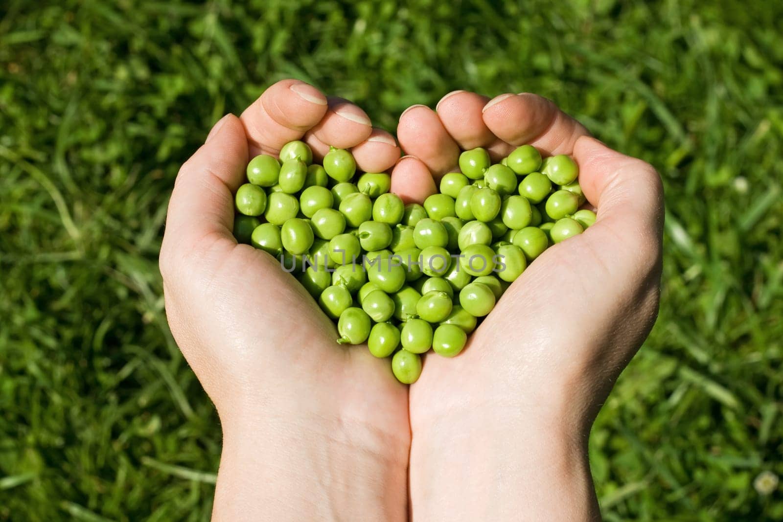 Woman's hands holding green peas, heart shaped