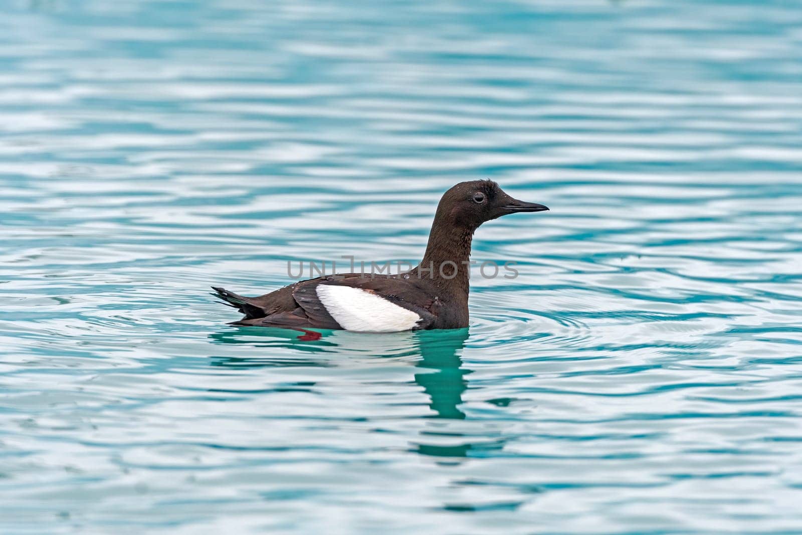 Black Guillemot in Arctic Waters in at Lilliehookfjorden in the Svalbard Islands in Norway