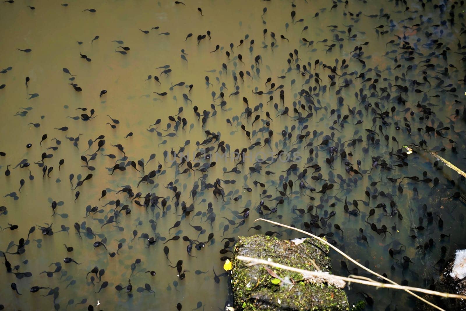 Tadpoles swarm in a pond