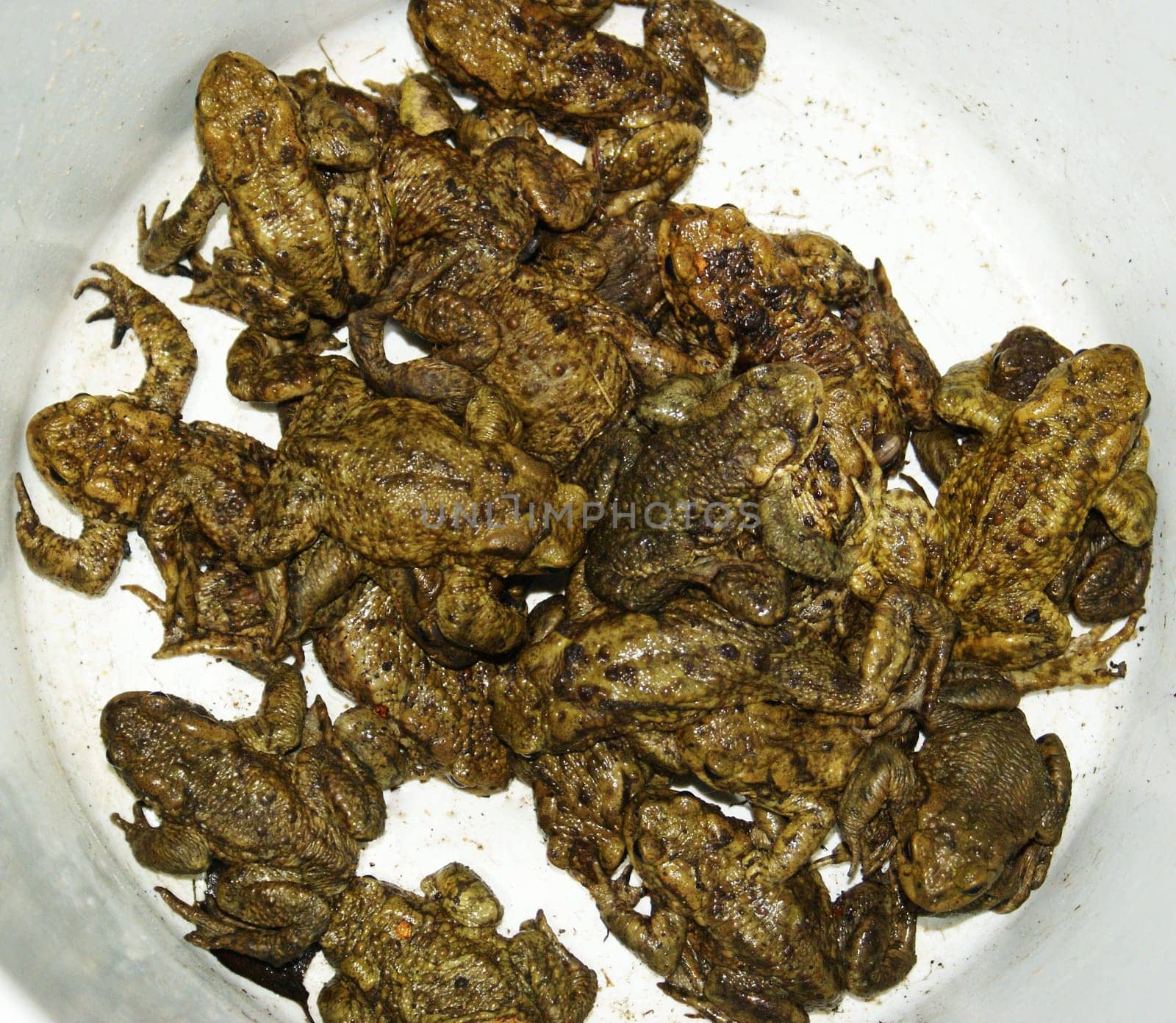 Toads safely carried across a road in a bucket