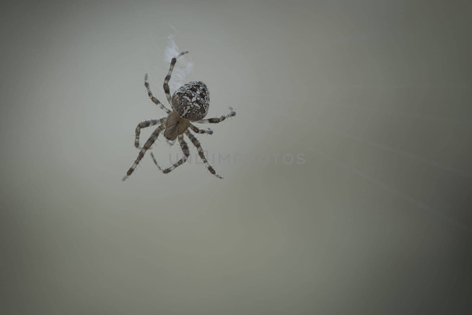 Cross spider shot crawling on a spider thread. Halloween fright. Blurred background. A useful hunter among insects. Arachnid. Animal photo from the wild.